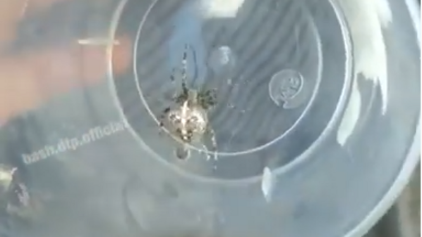 Скриншот виде БашДТП