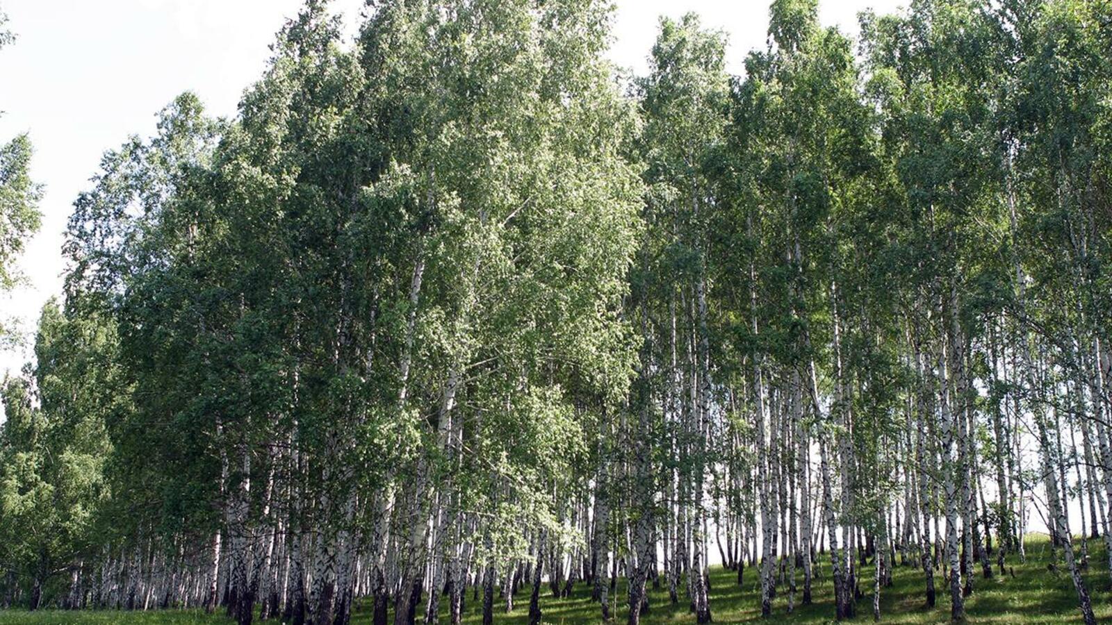 Андрей Старостин