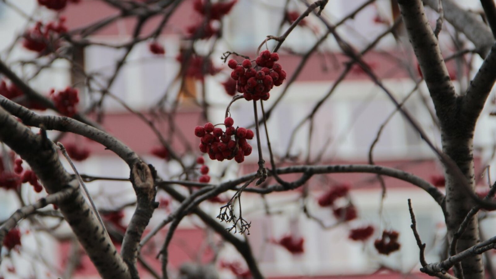 ИА «Башинформ»