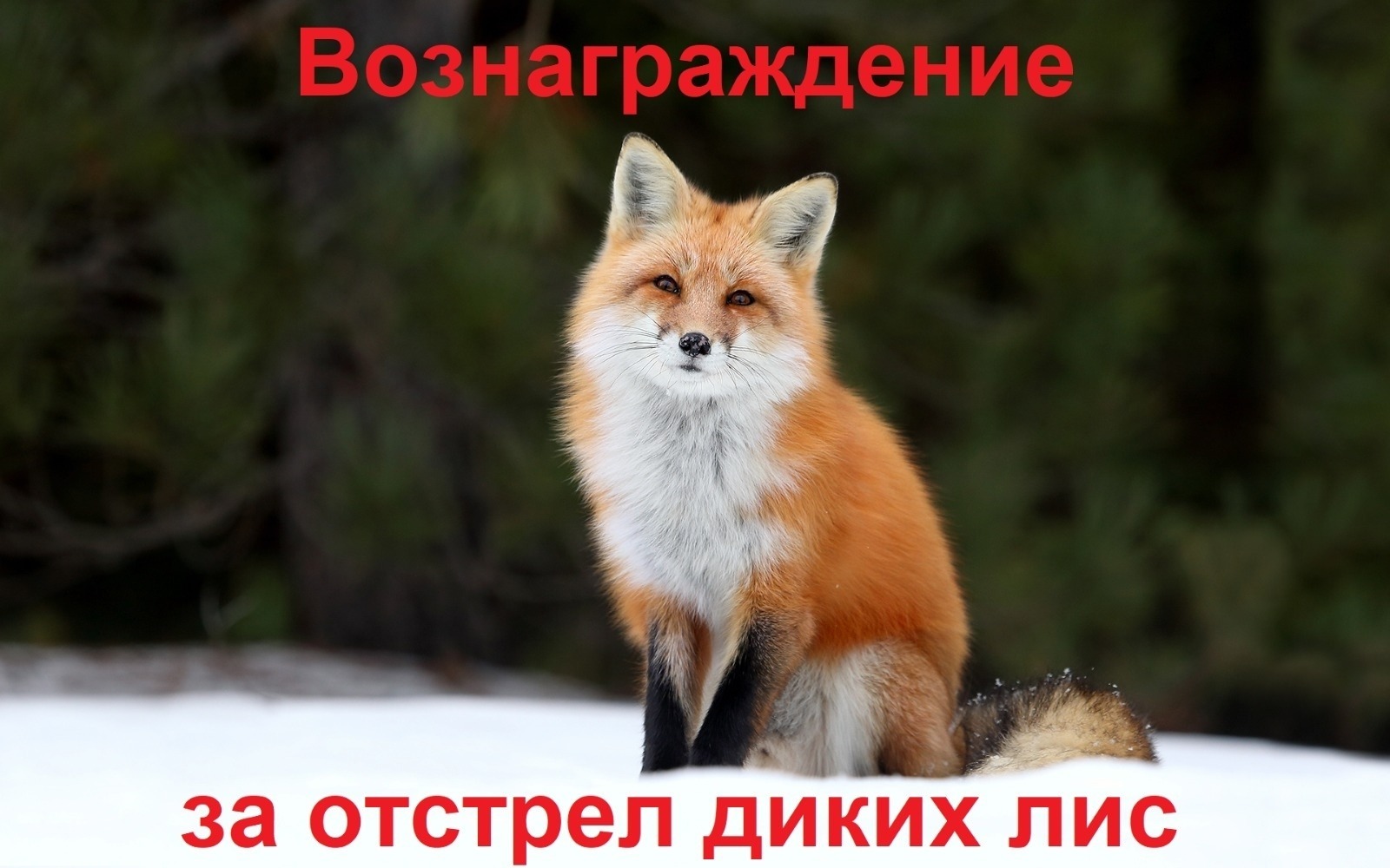 телеграм-канал главы администрации Кушнаренковского района Марата Латыпова
