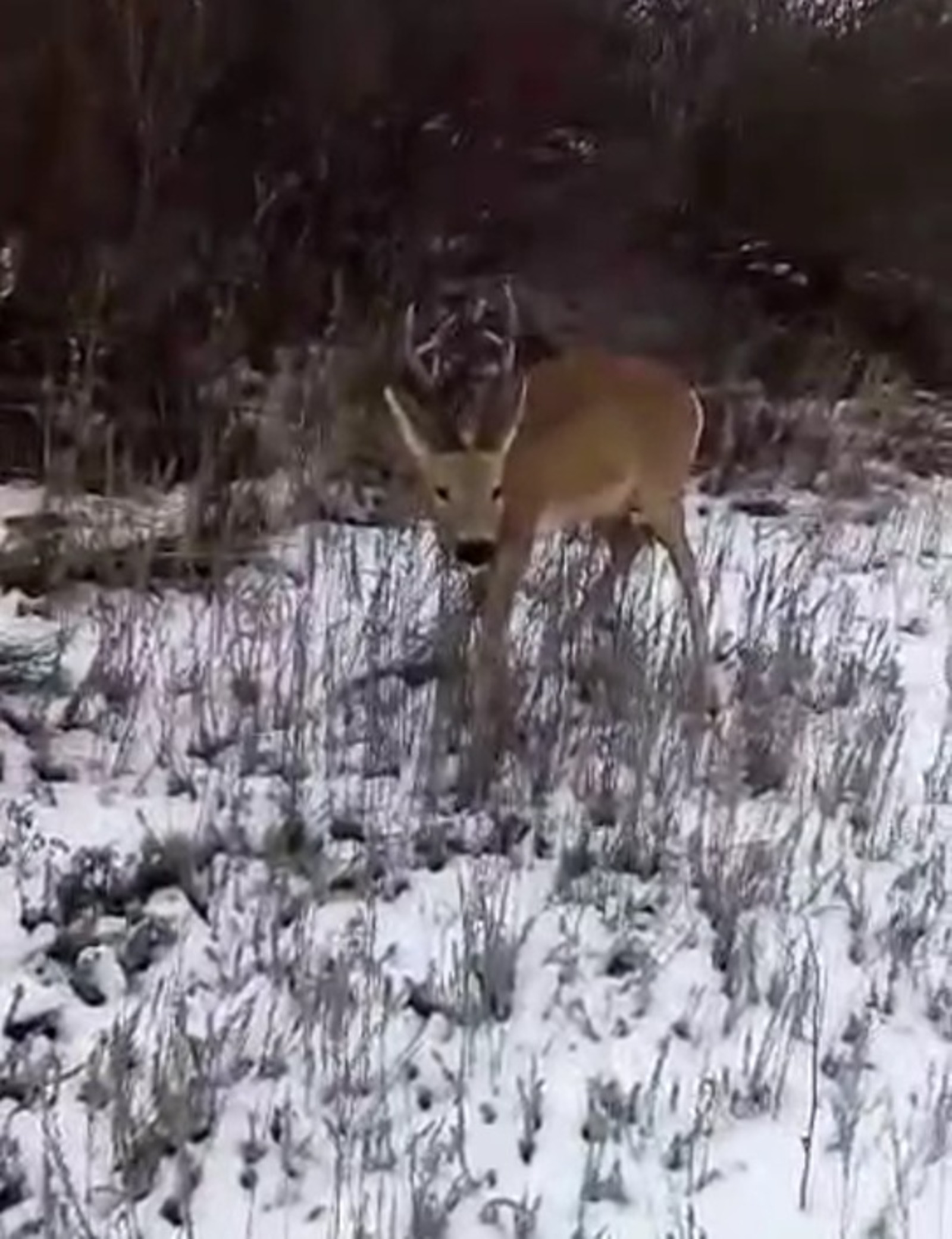 скриншот видео