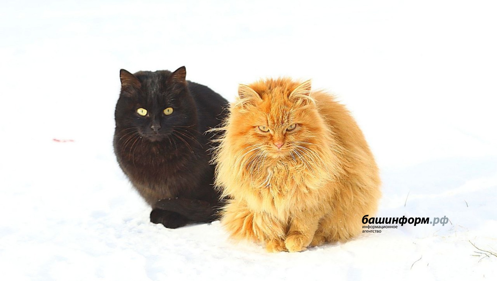 Валерий Шахов ИА Башинформ