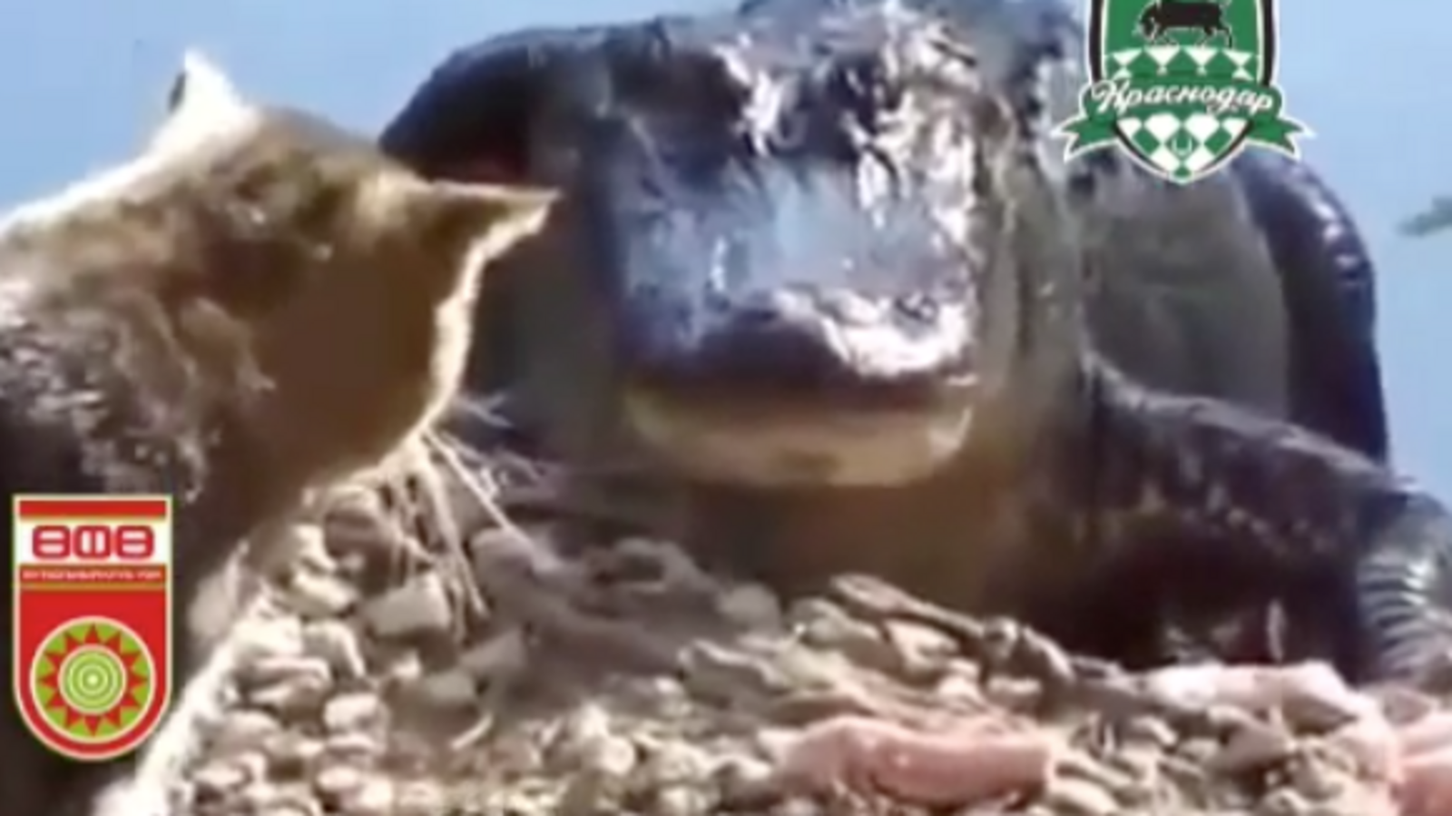 Стоп-кадр видео