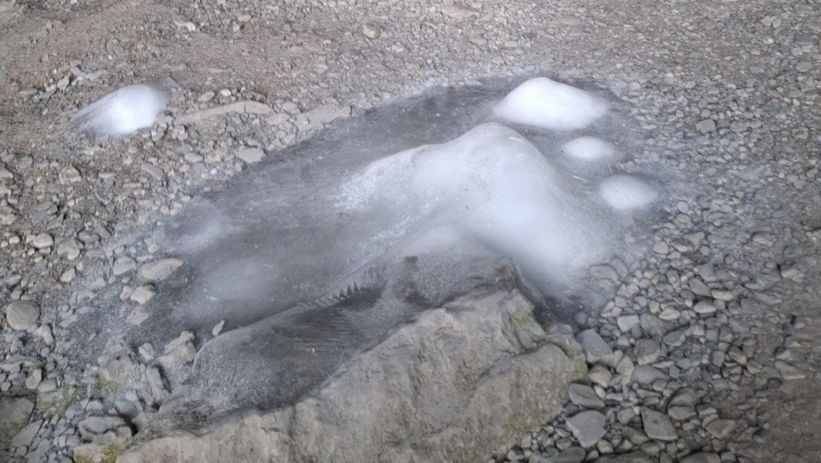 Азалия Ильина заповедник «Шульган-Таш»