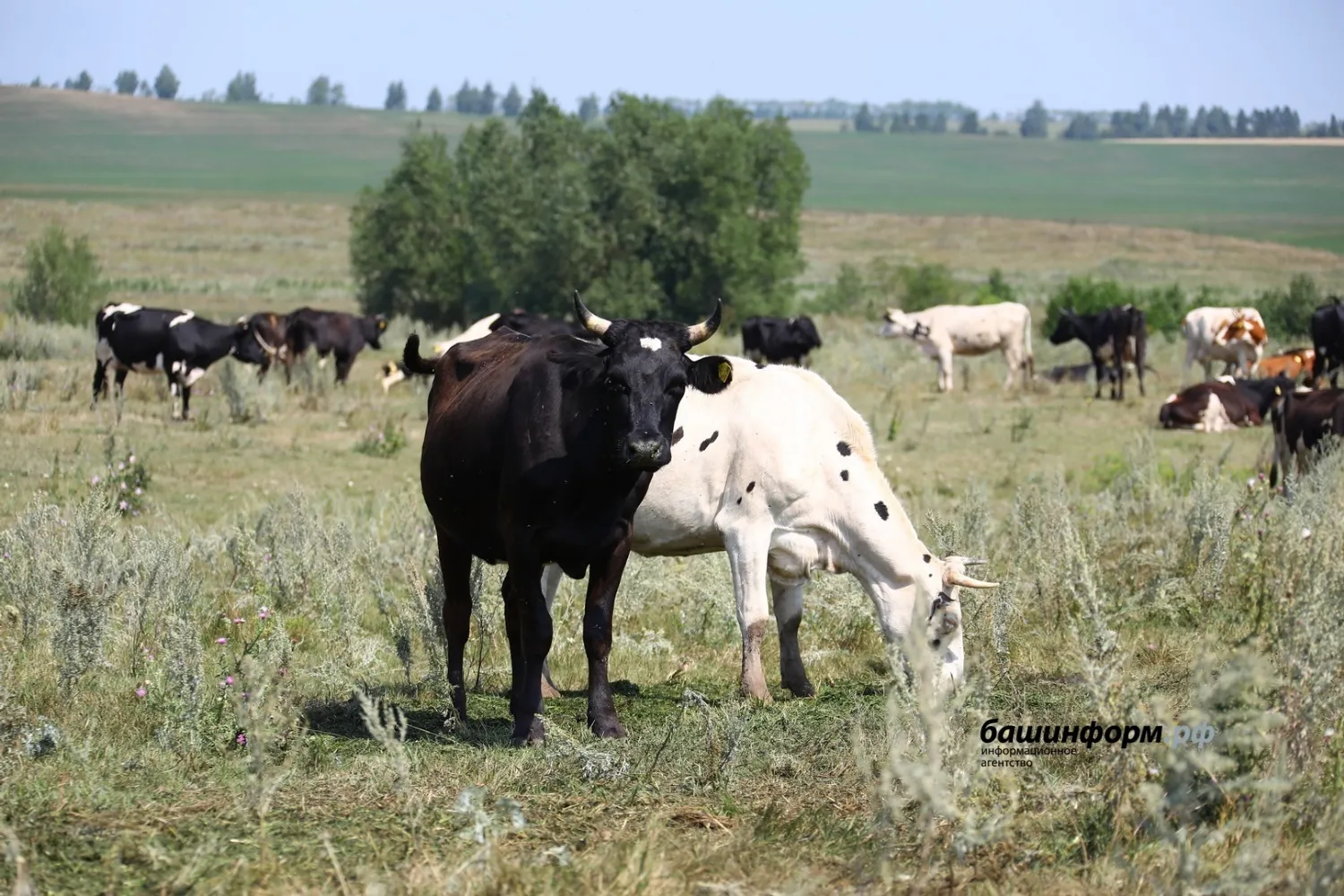 Валерий Шахов