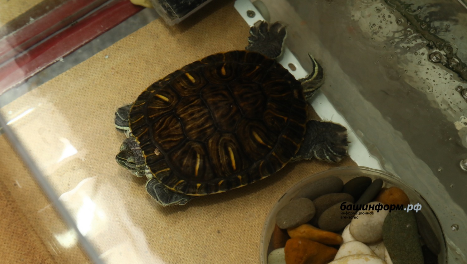 Валерий Шахов ИА Башинформ