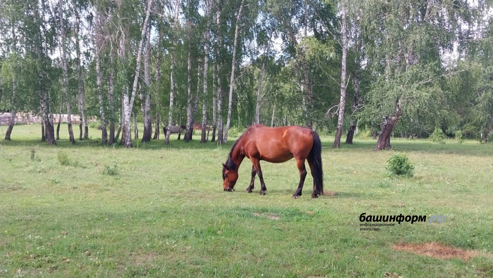 «Башинформ» мәғлүмәт агентлығы