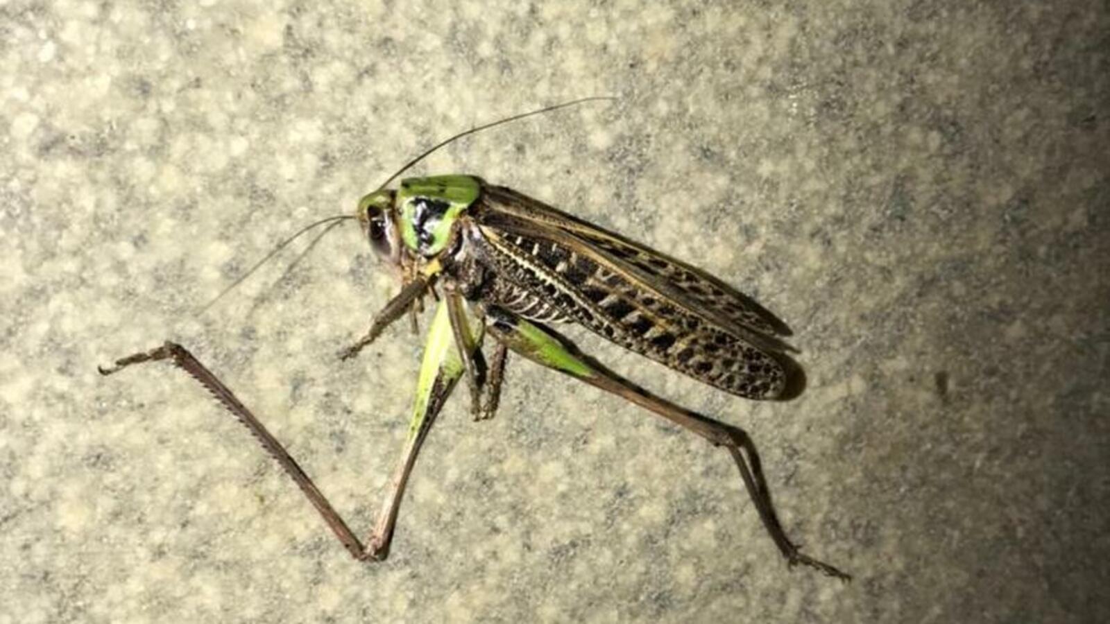 ИА «Башинформ»