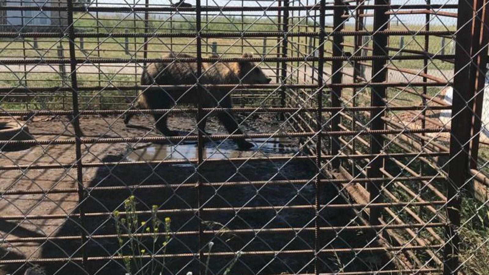 Ирек Насибуллин