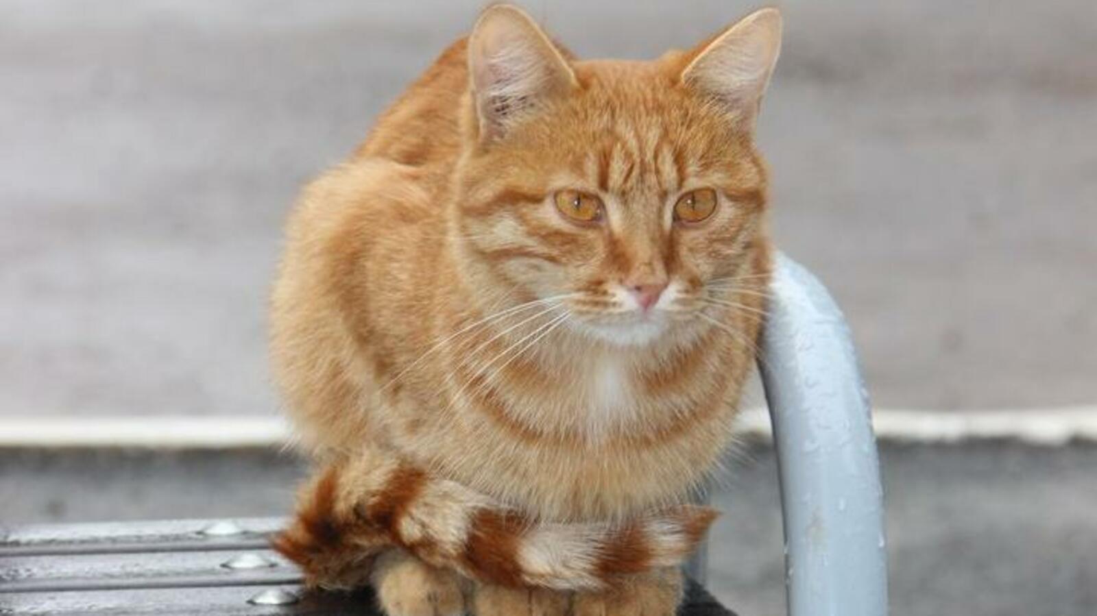 ИА «Башинформ»