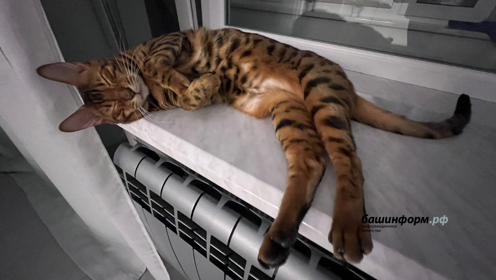 Ксения Калинина