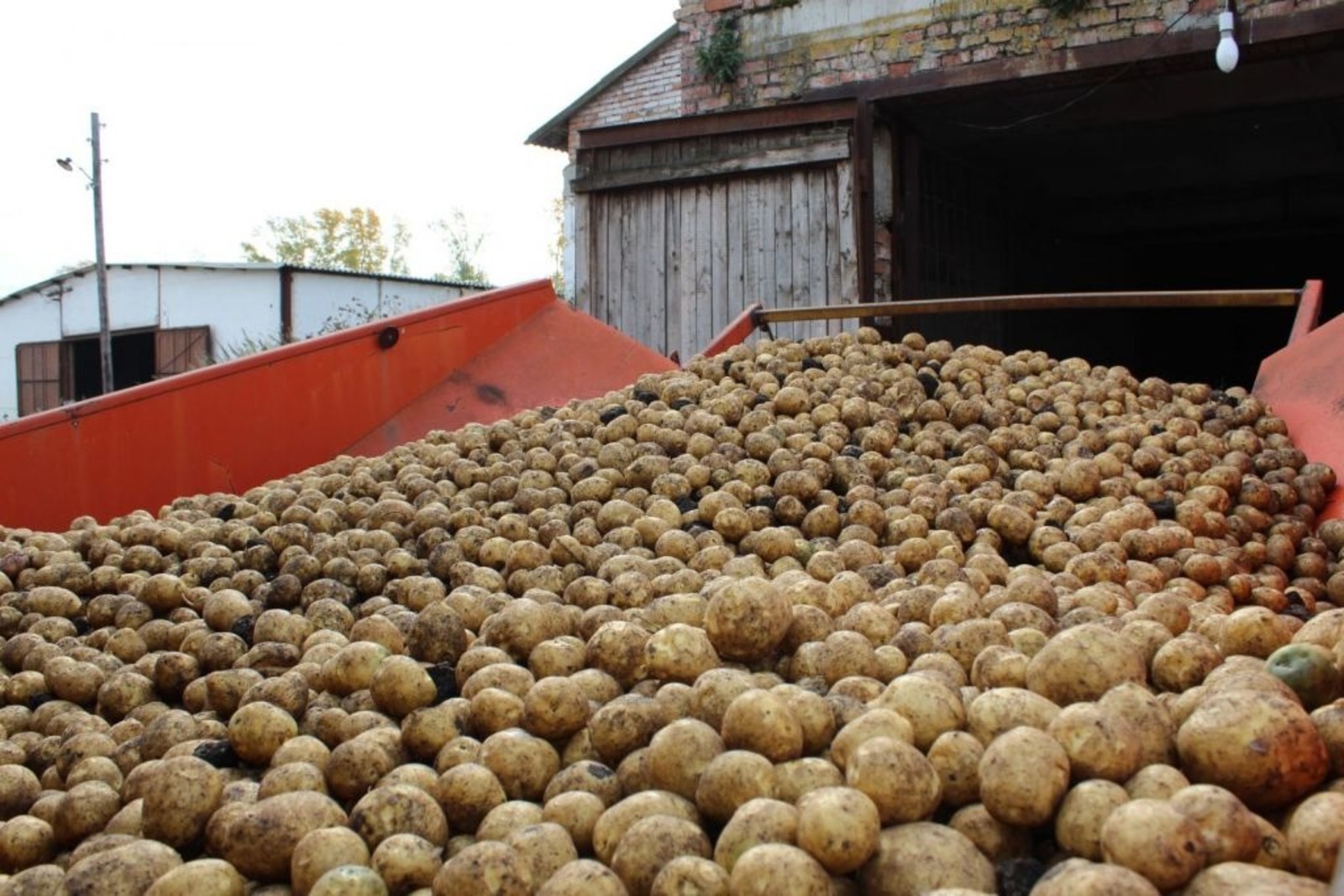 В Башкирии в 2023 году на производство картофеля и других овощей выделят 71 млн рублей