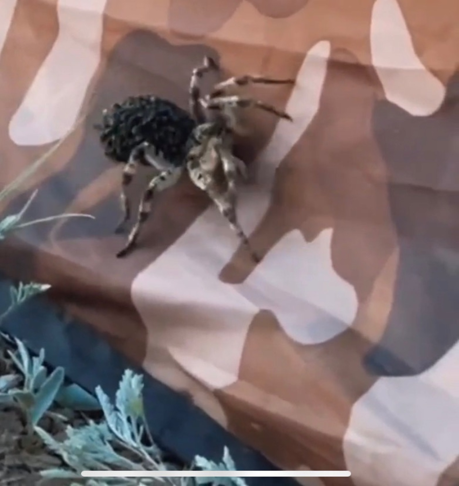 Скриншот видео