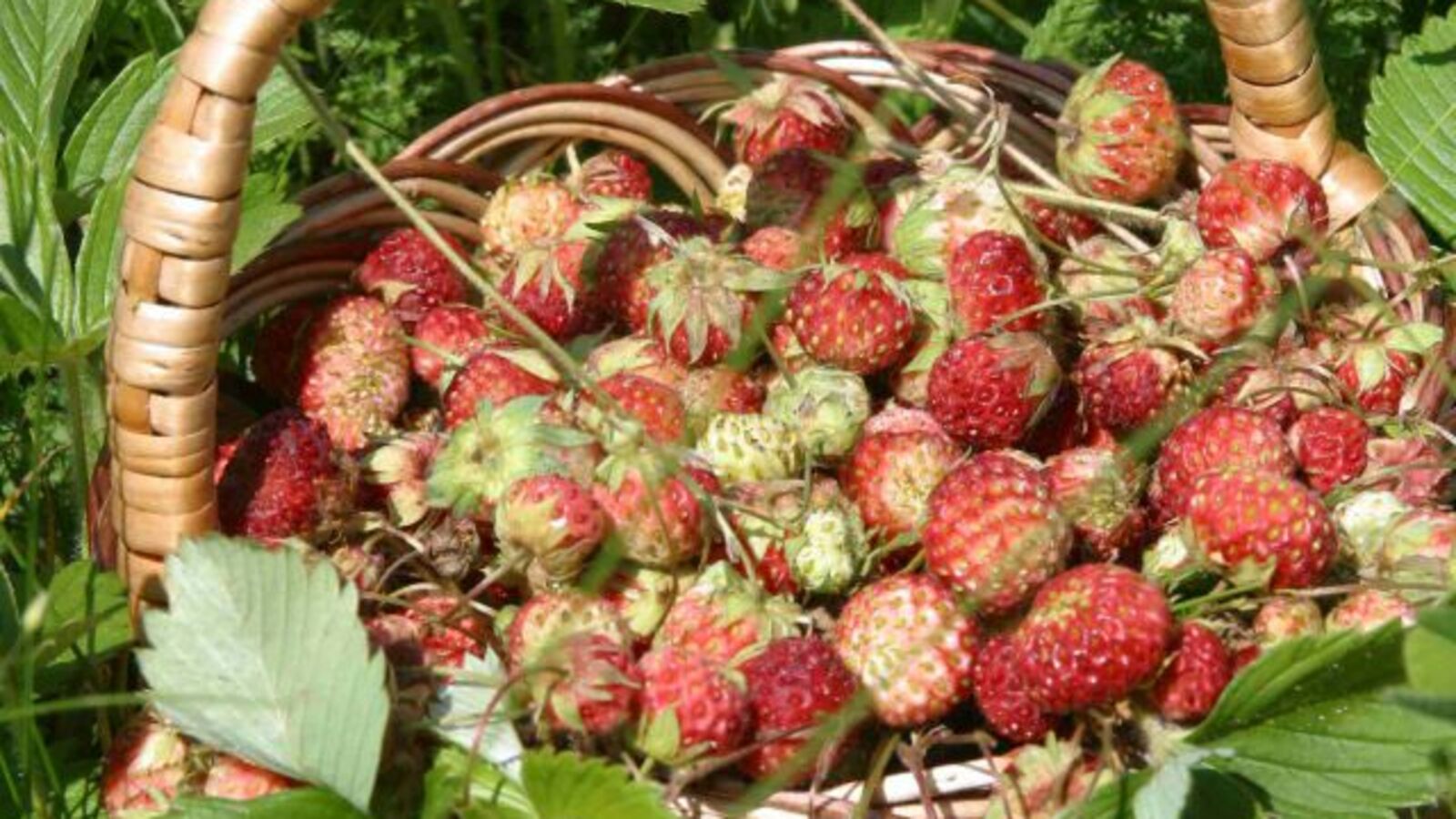 Андрей Старостин