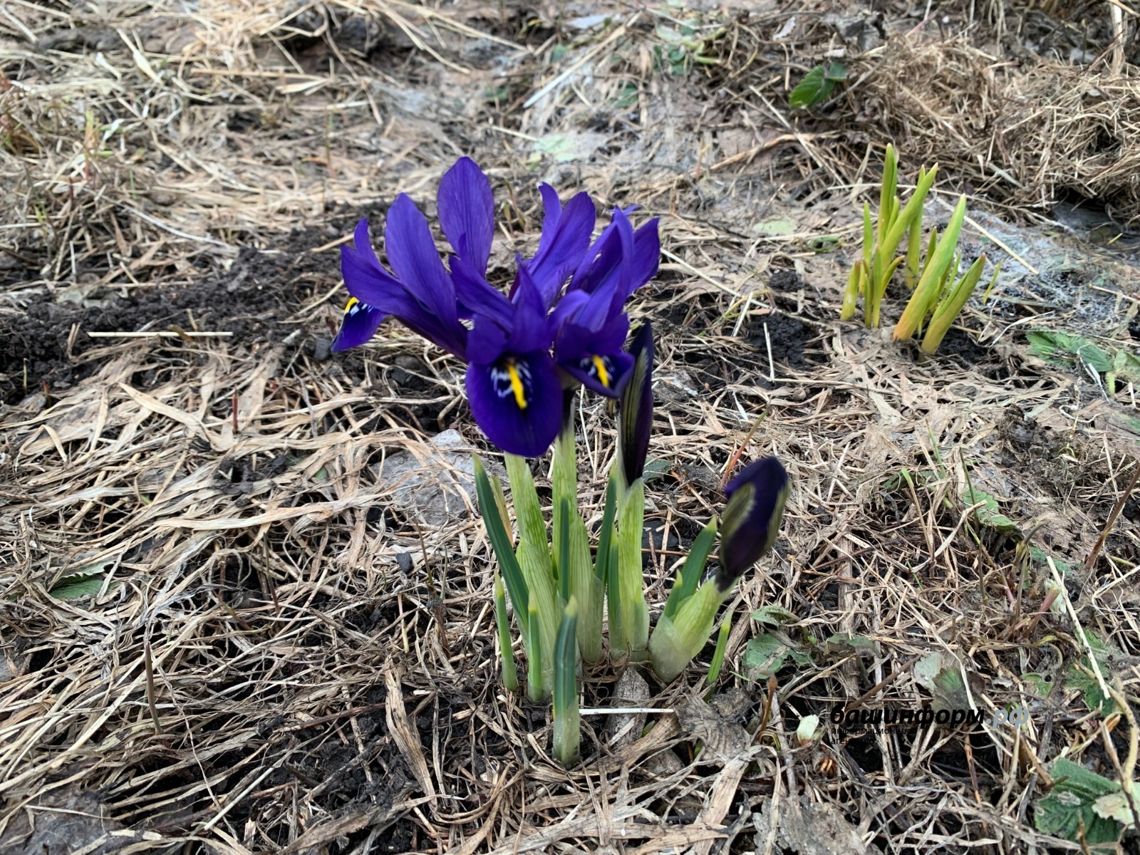 Галина Бахшиева