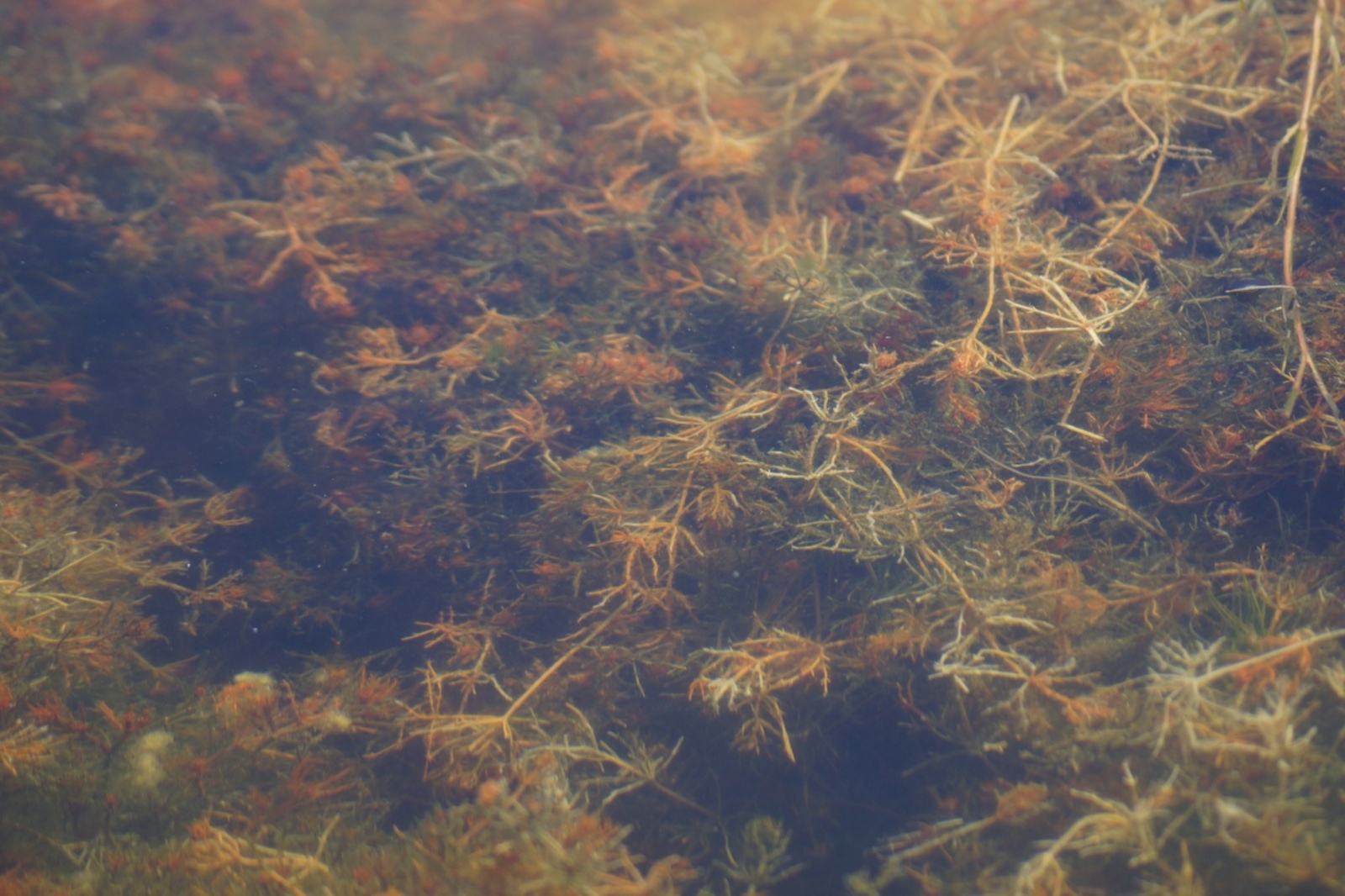 Почему на озере Кандрыкуль мало комаров