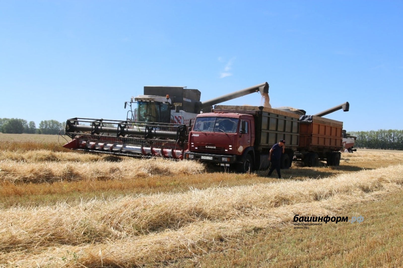 Хлеборобы Башкирии собрали более 2 миллионов тонн зерна