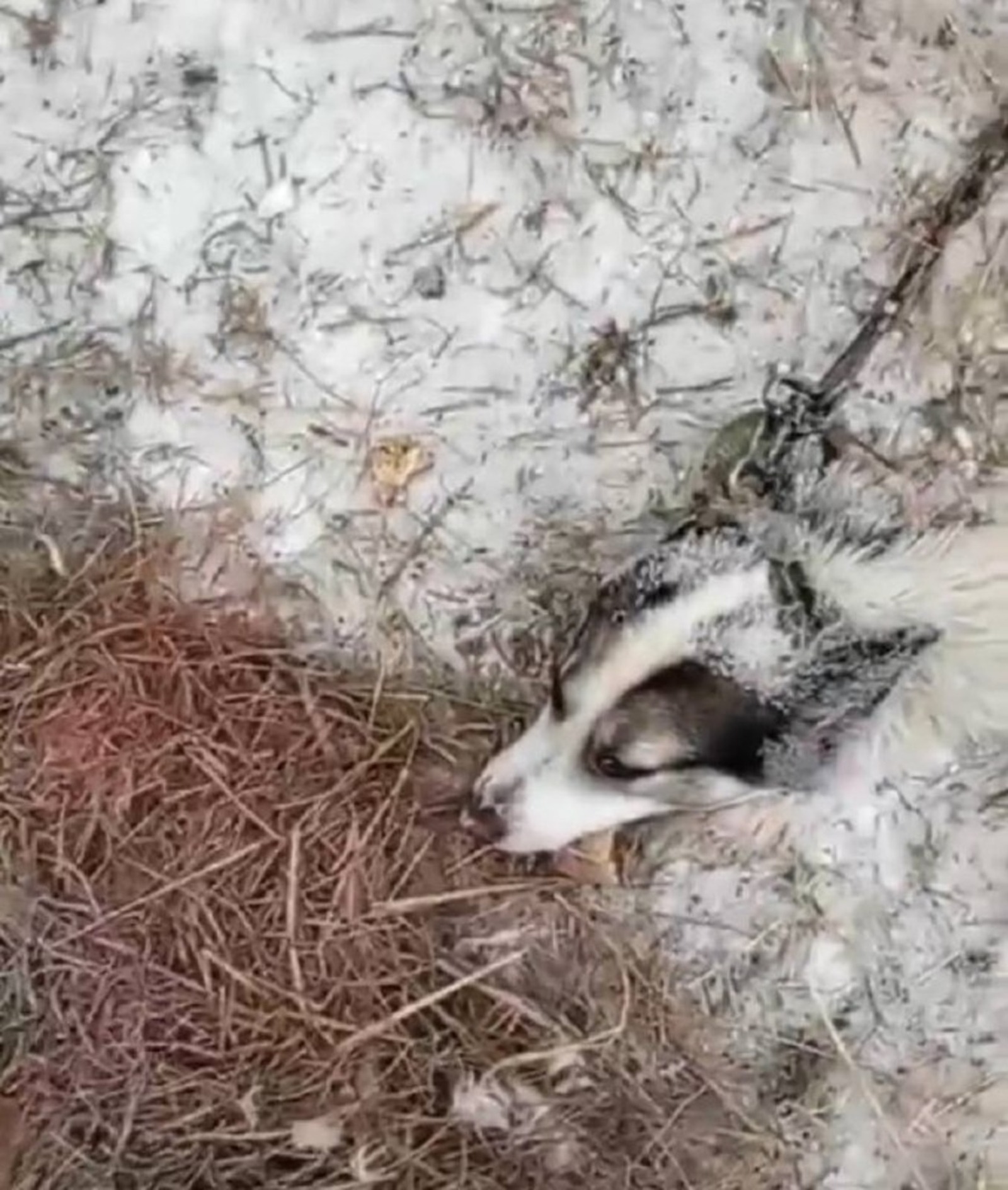 видеонан  скриншот / «Башинформ» мәғлүмәт агентлығының үҙ сығанағы