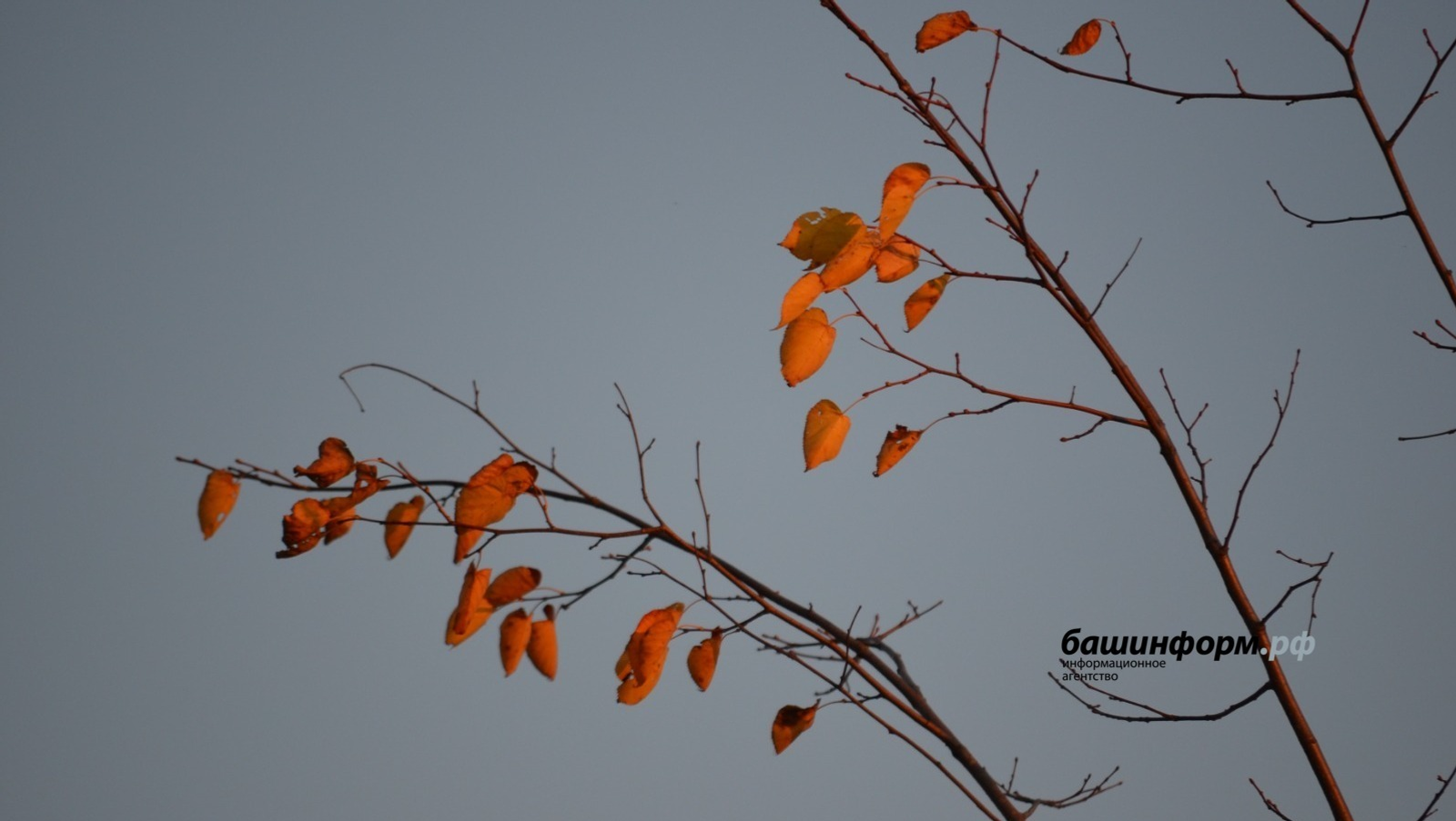 Ксения Калинина