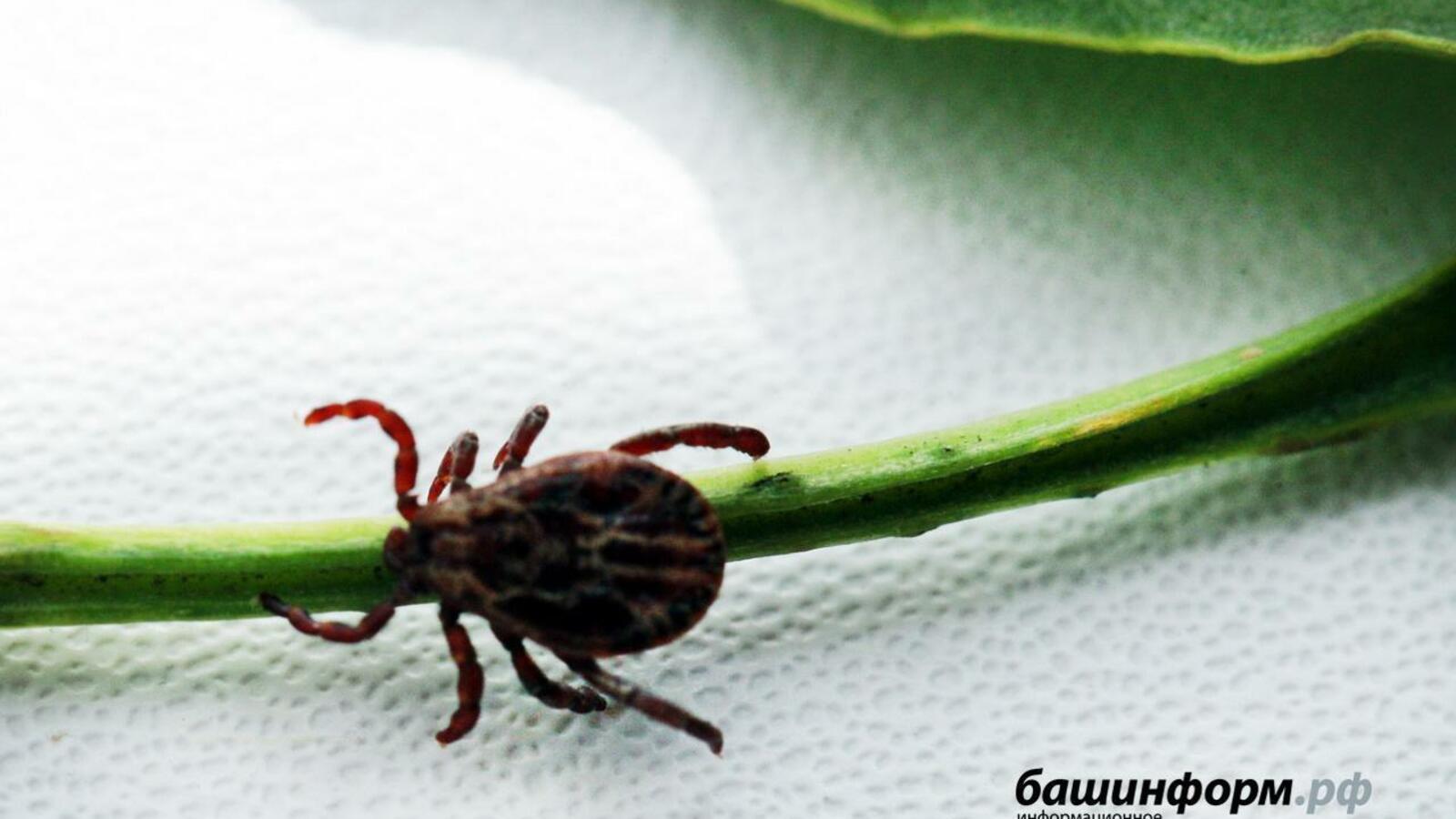 ИА «Башинформ»