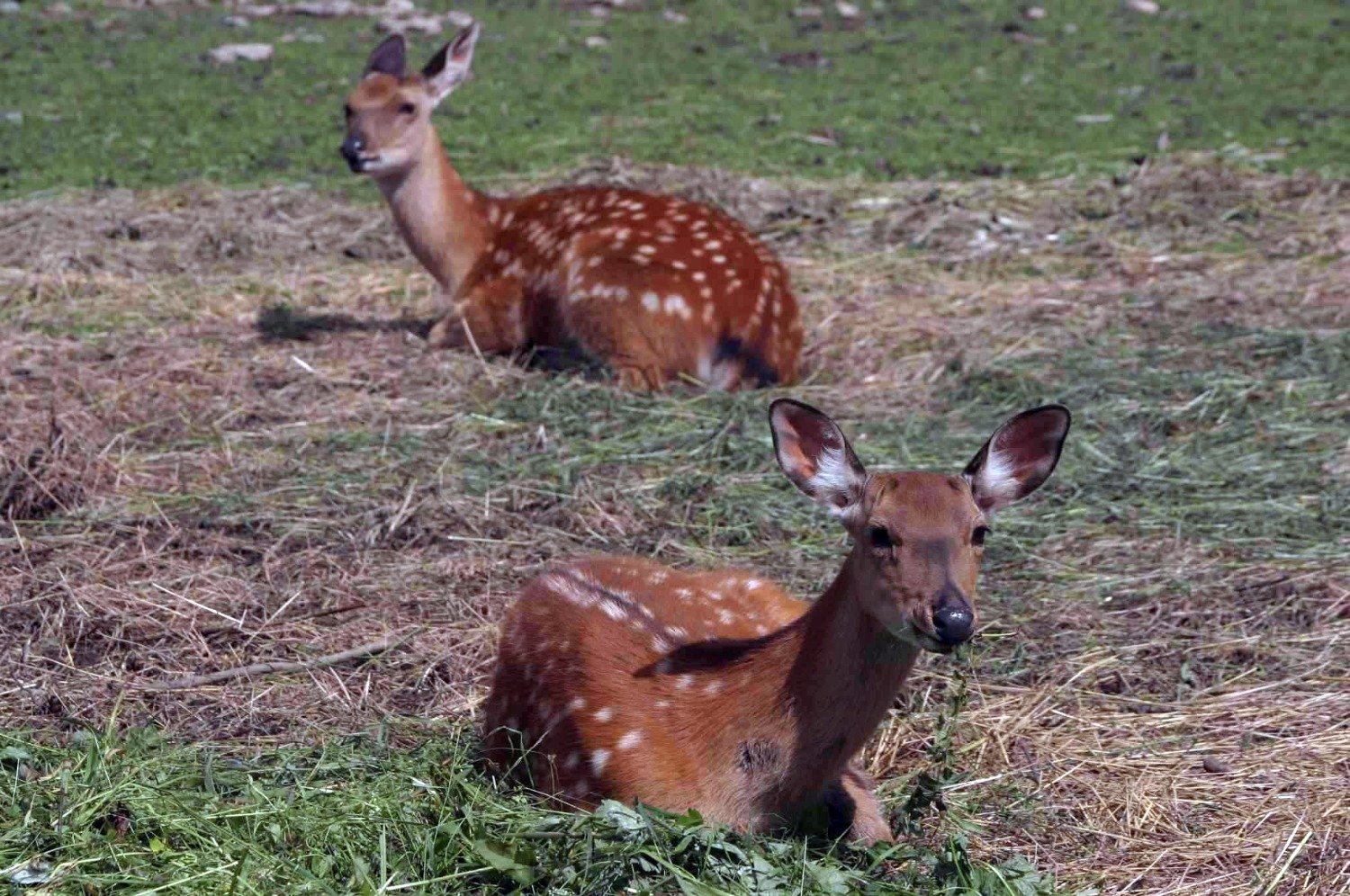 Андрей Старостин ИА «Башинформ»