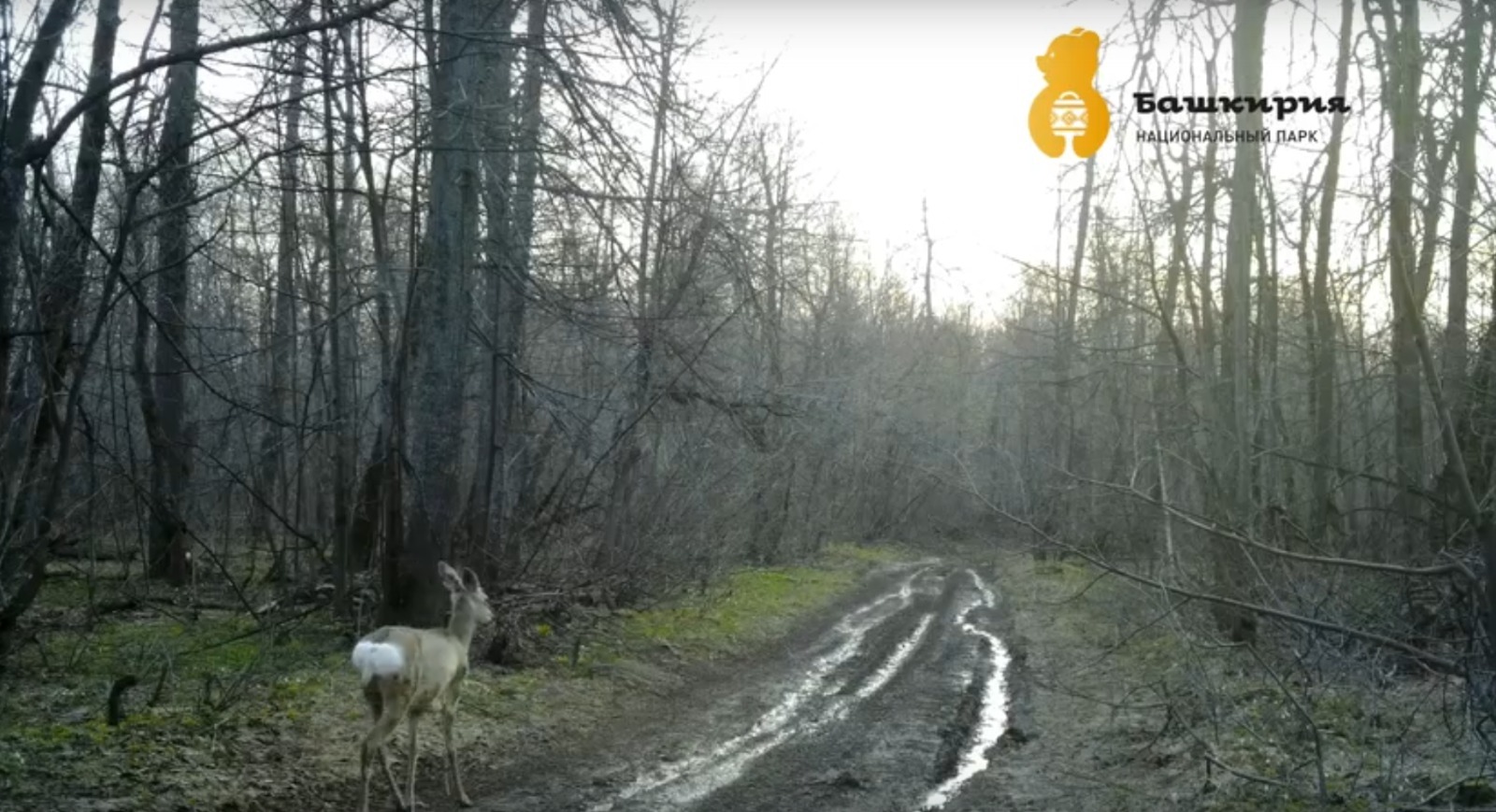 скриншот видео