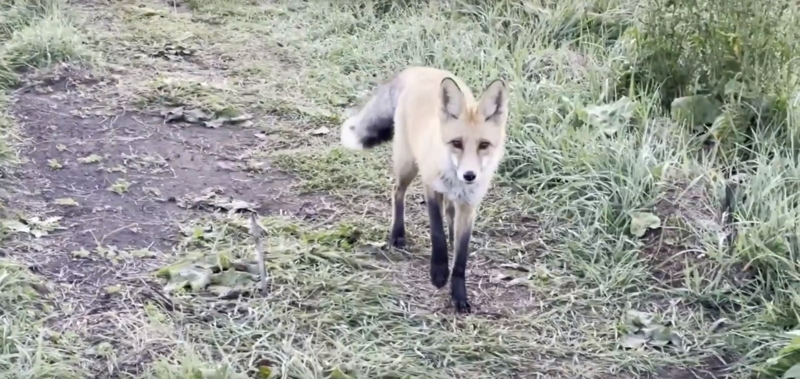 скриншот видео