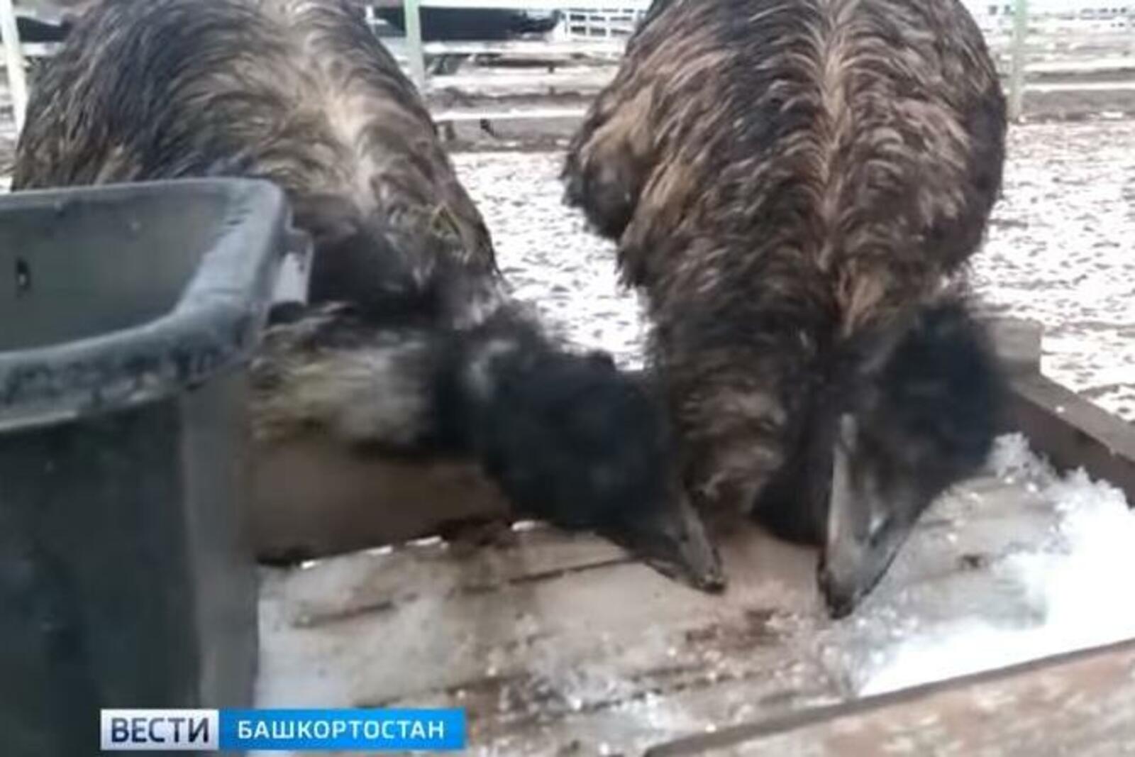 стоп-кадр видео ГТРК «Башкортостан»