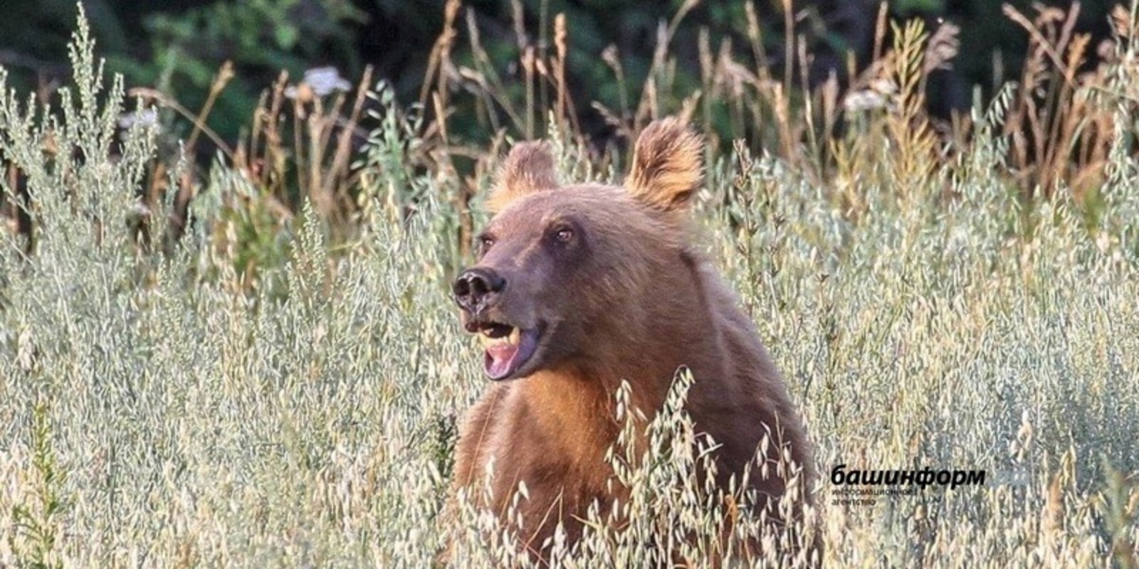 архив «Башинформа»