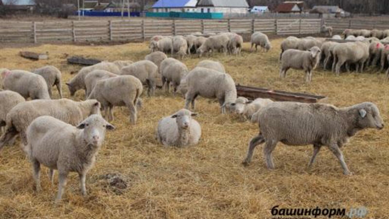 ИА «Башинформ»