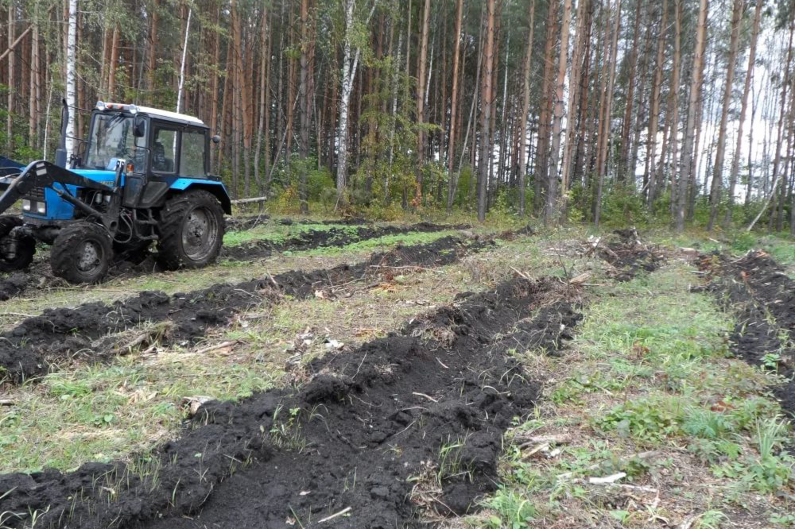 Посадка Лесных Культур Фото
