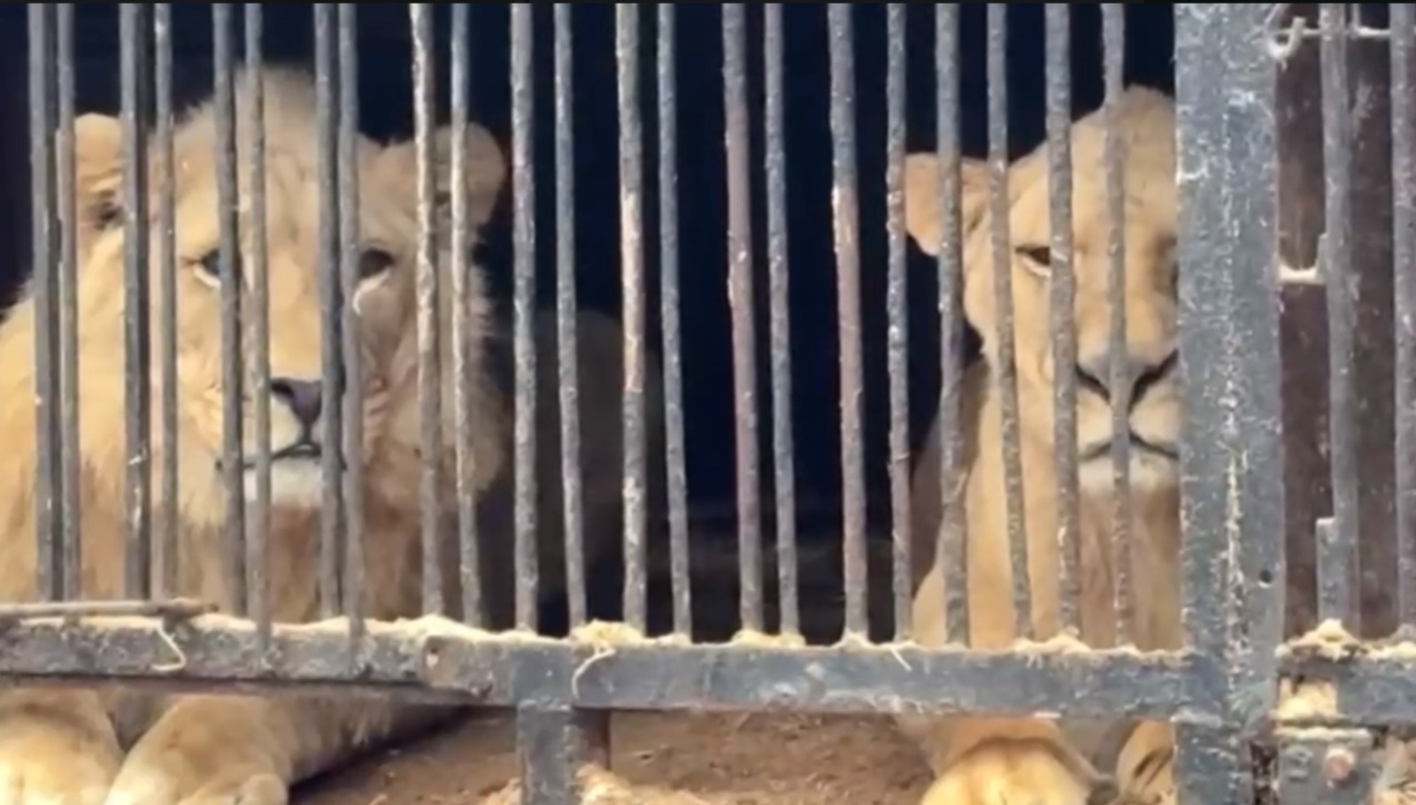 Скриншот Видео пресс-службы прокуратуры РБ