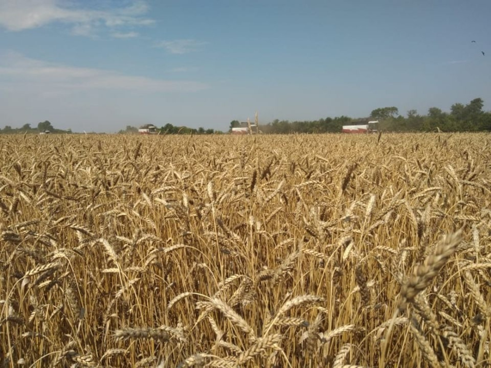 Минсельхоз РБ