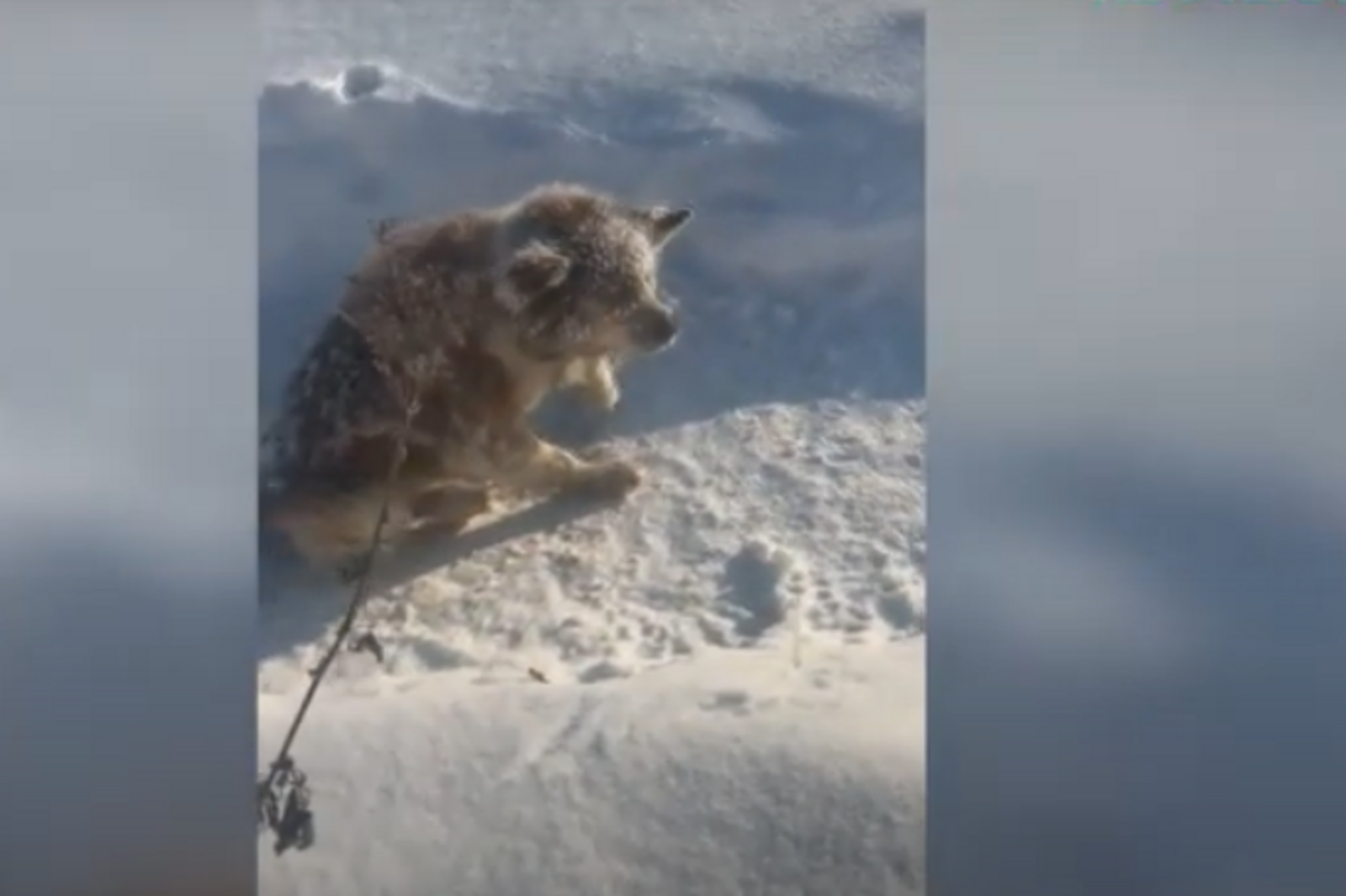 скриншот видео