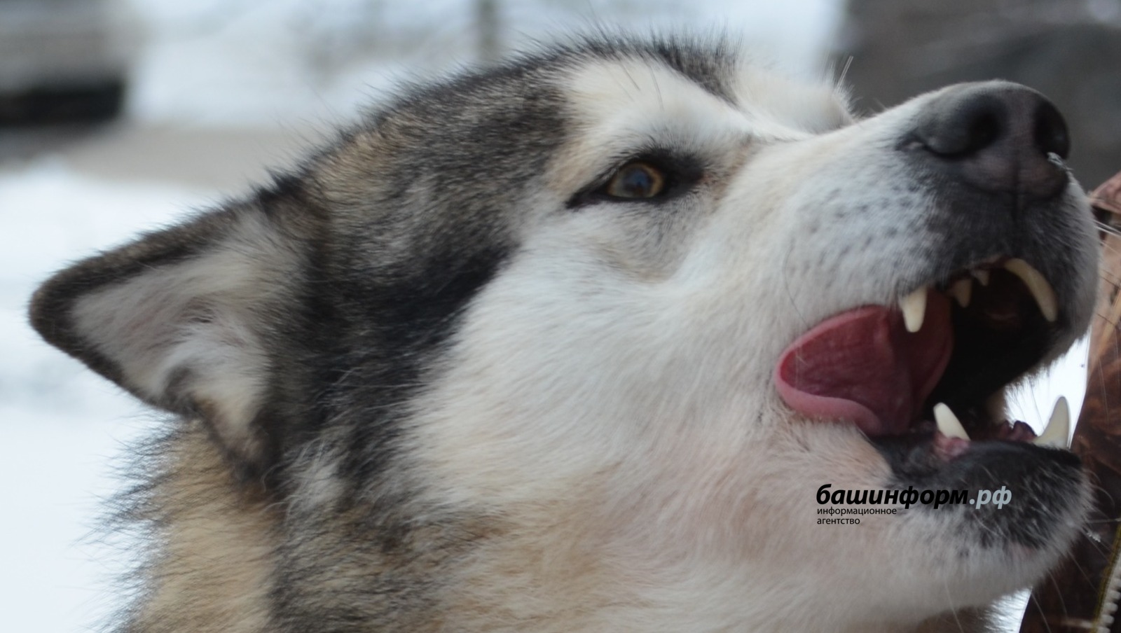 Ксения Калинина   ИА «Башинформ»