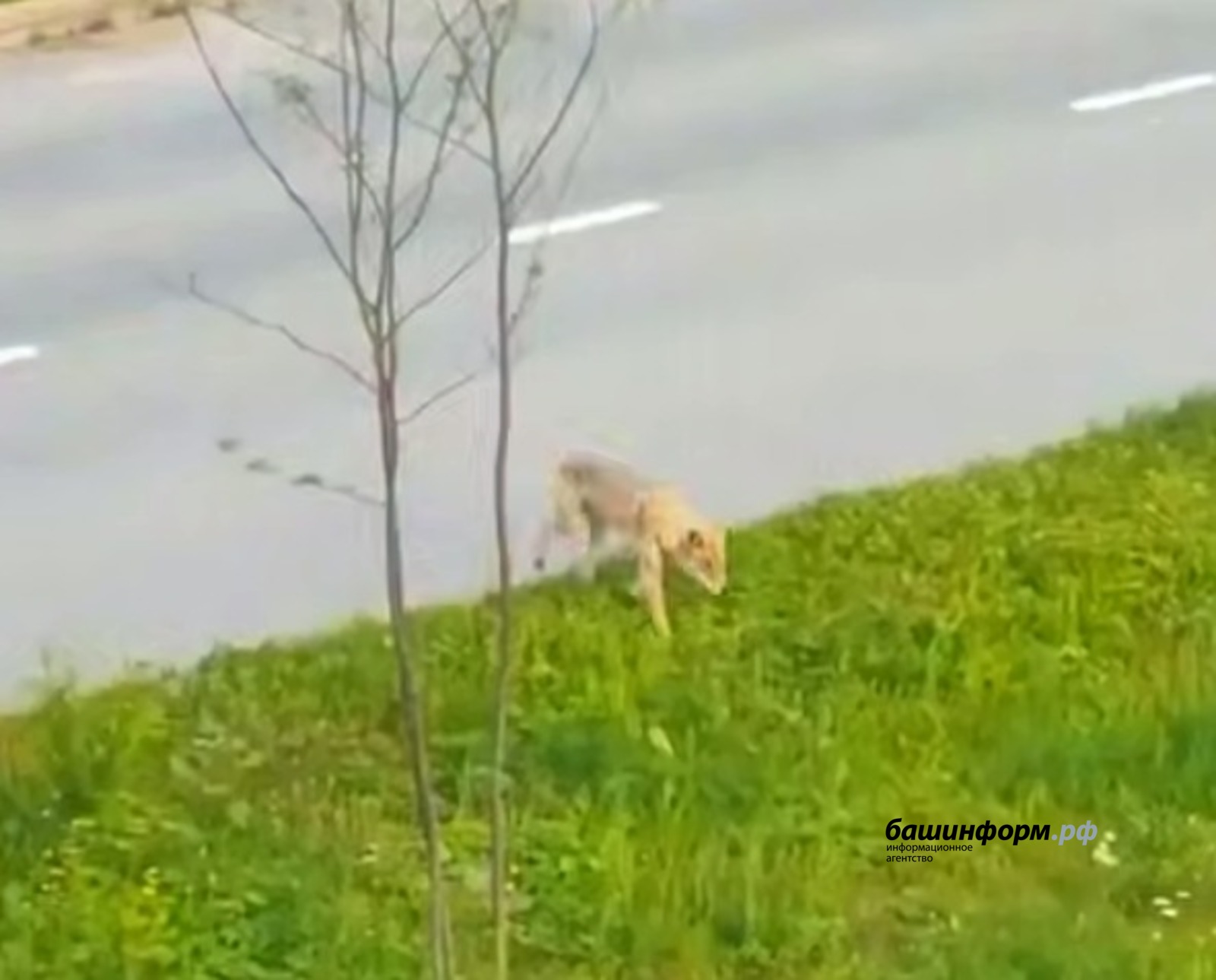 скриншот видео