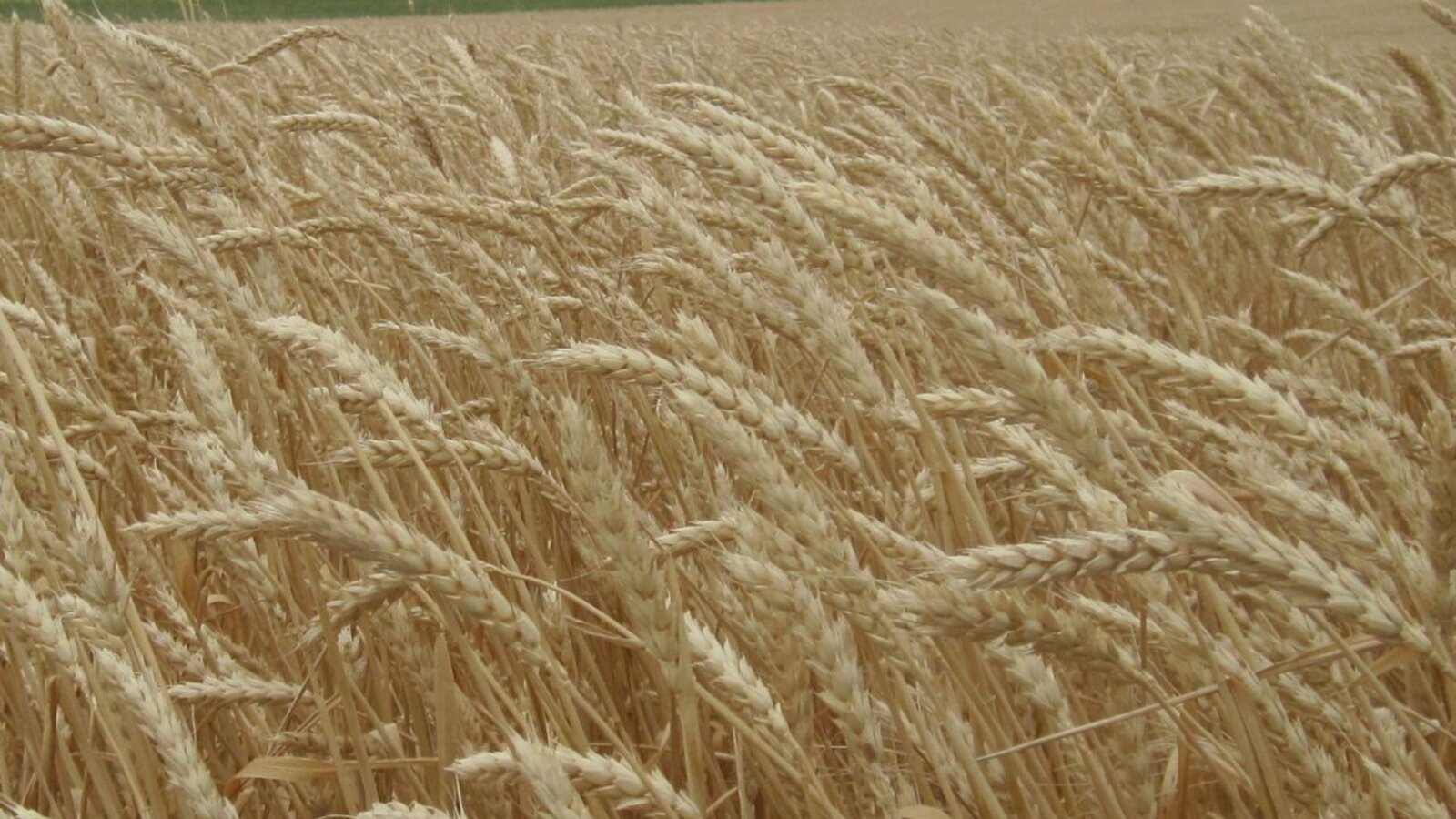 БашНИИ сельского хозяйства