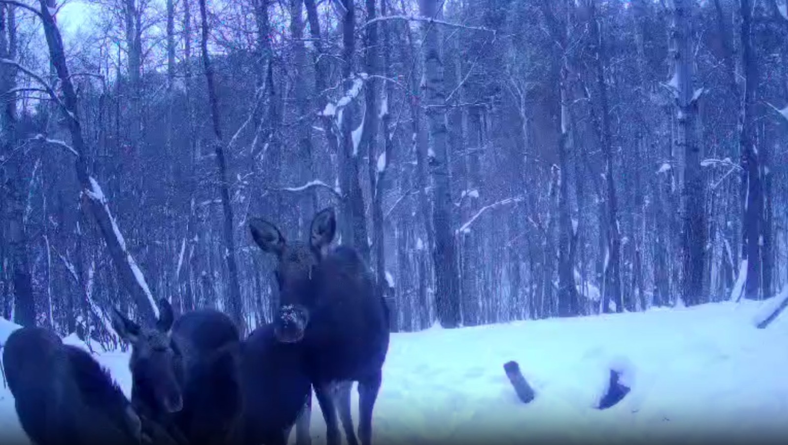 скриншот видео