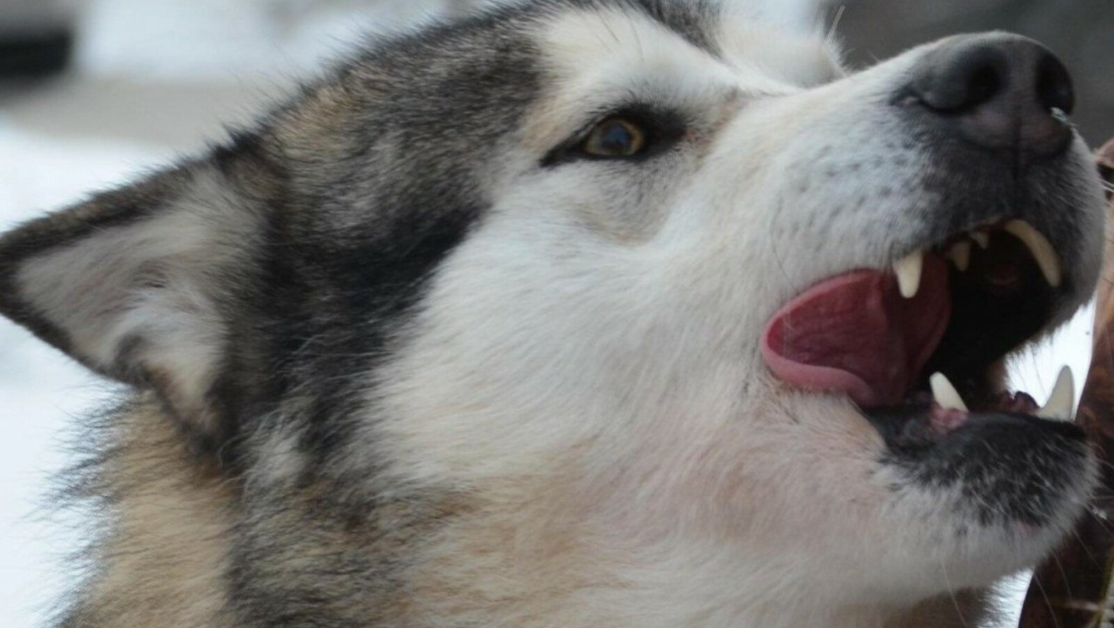 Ксения Калинина, архив