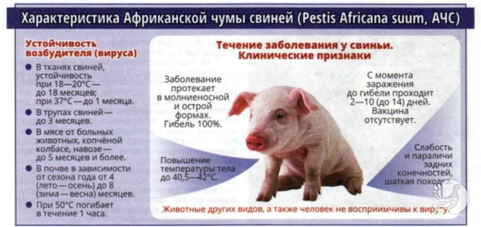 Африканская чума свиней выявлена в соседних с Башкирией регионах!
