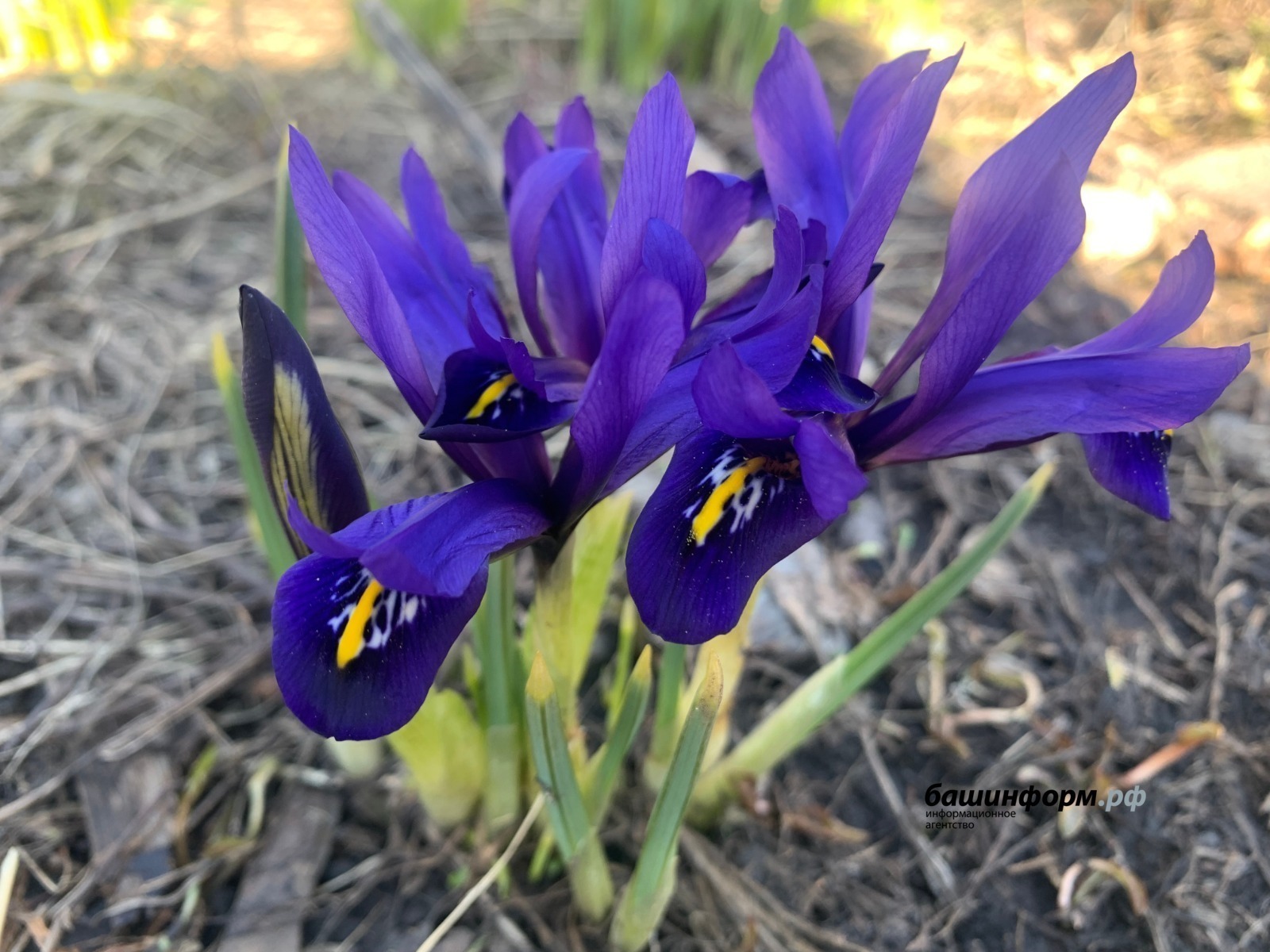 Галина Бахшиева | «Башинформ» мәғлүмәт агентлығы