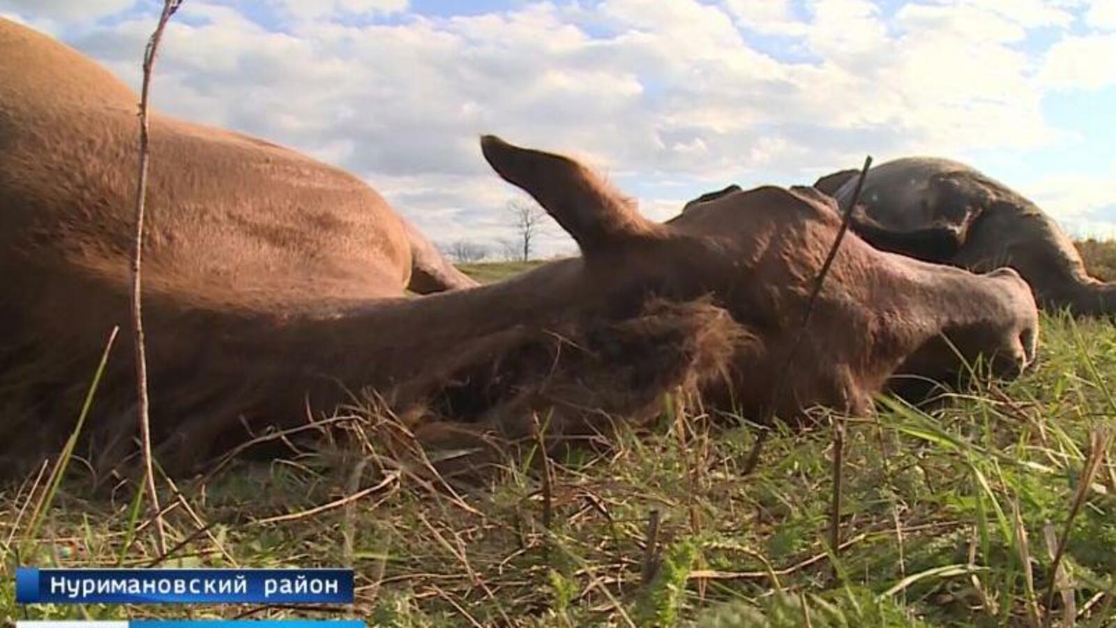 стоп-кадр видео ГТРК «Башкортостан»