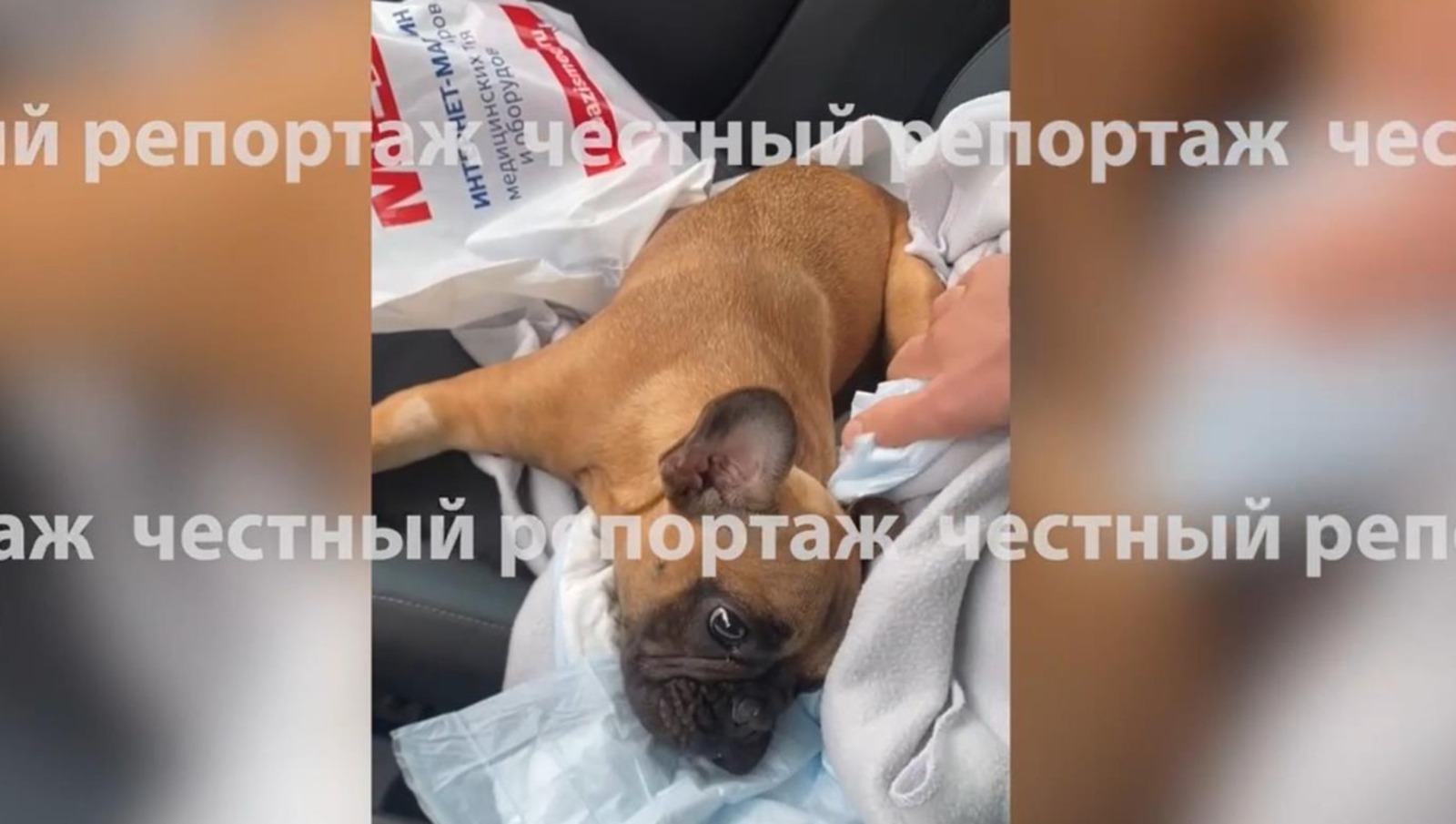 стоп-кадр видео «Честный репортаж», телеграм
