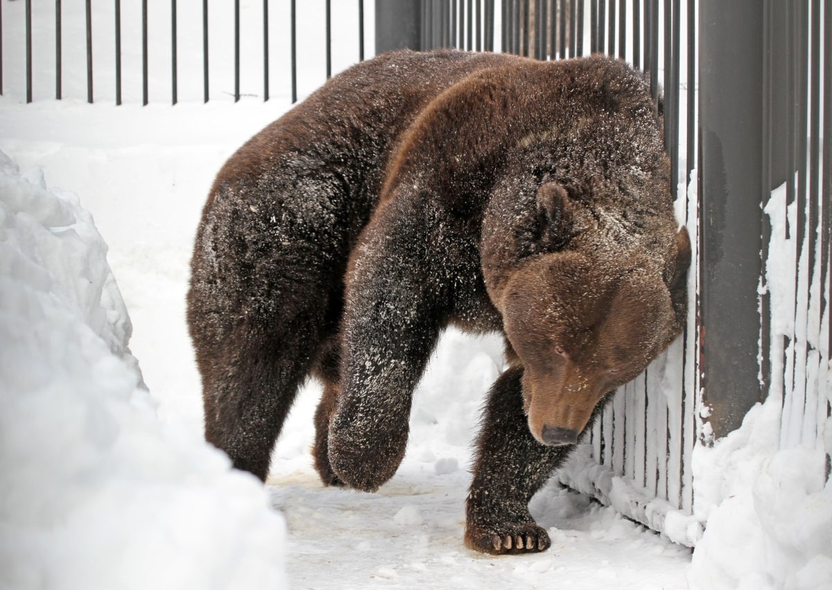 зоопарк "Лимпопо" Нижегородская правда