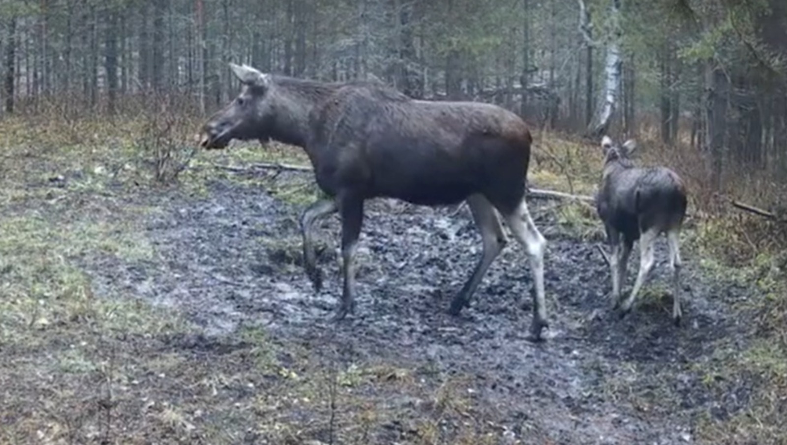 министерство природопользования и экологии Башкортостана телеграм