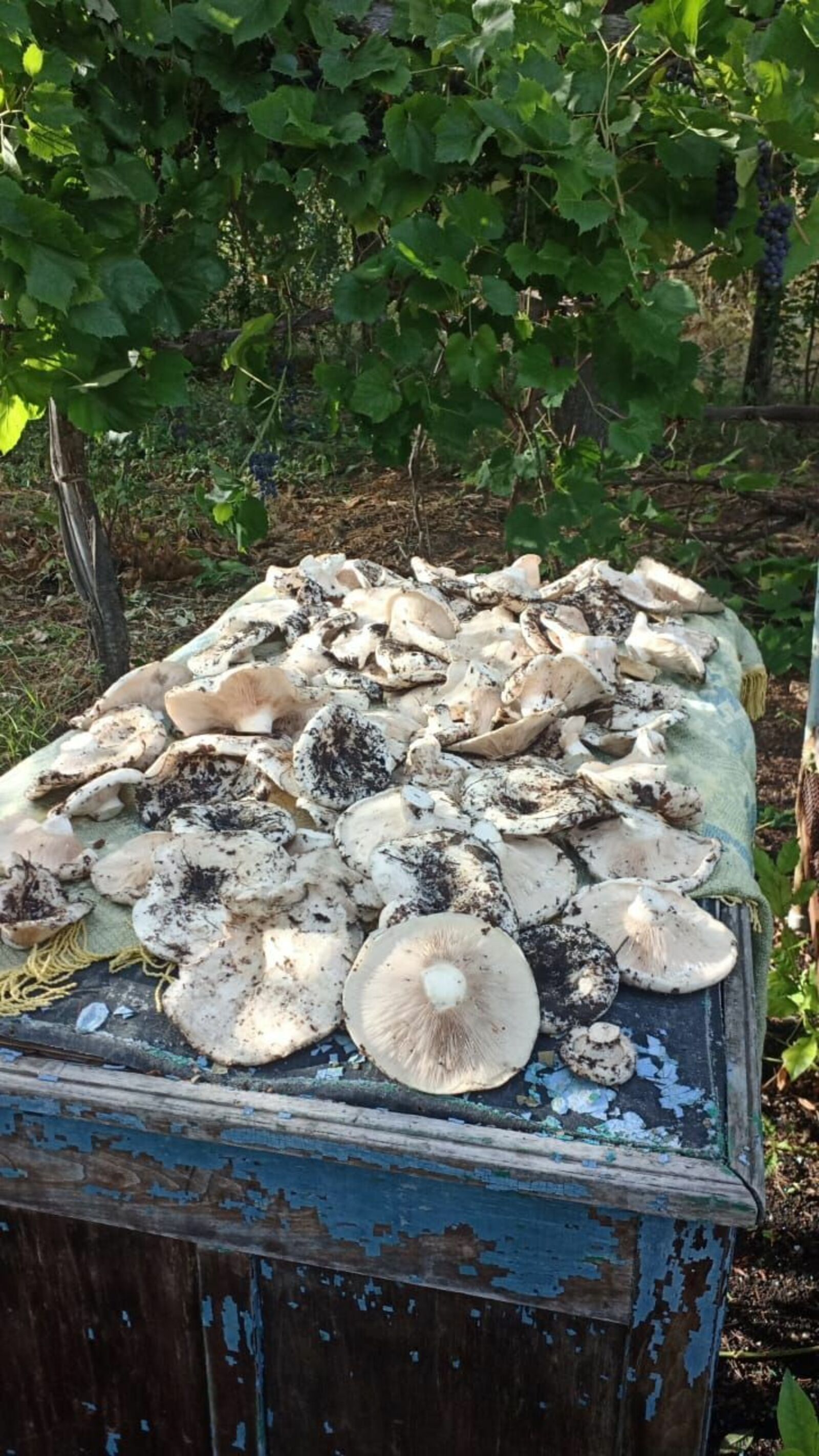 В Туймазах грибники рассказали, где растут вкусные грибы