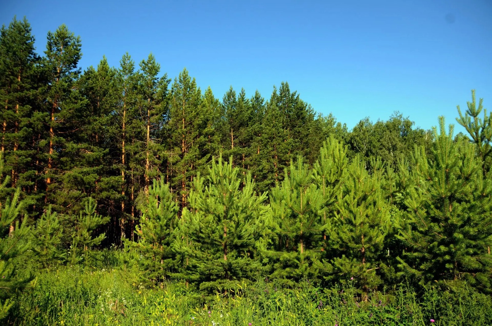 пресс-служба минлесхоз Башкирии