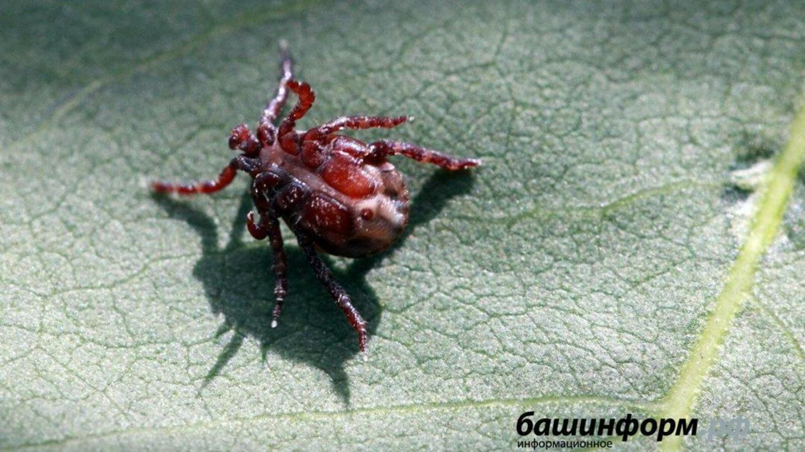 ИА «Башинформ»