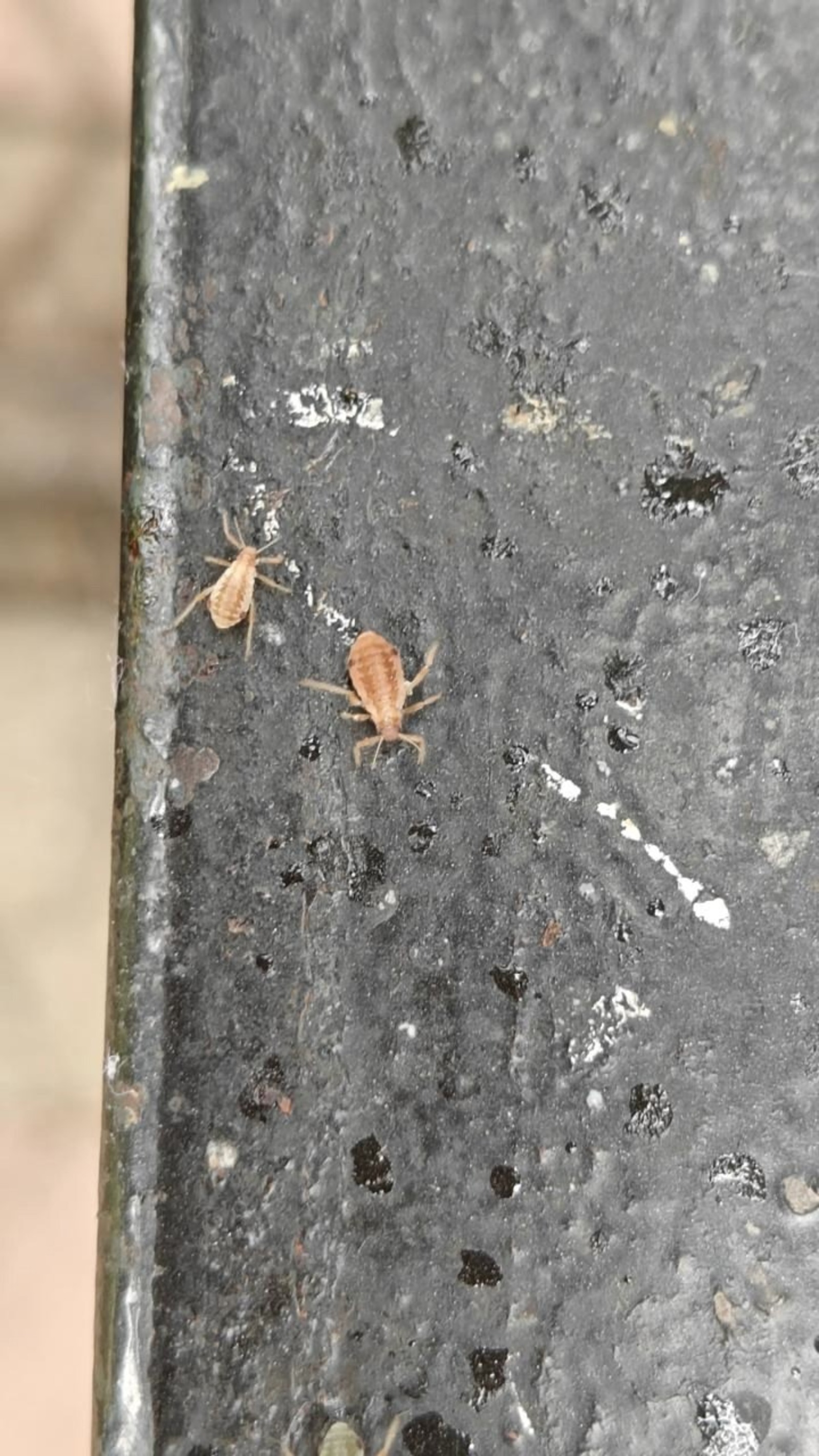 администрация Сибая