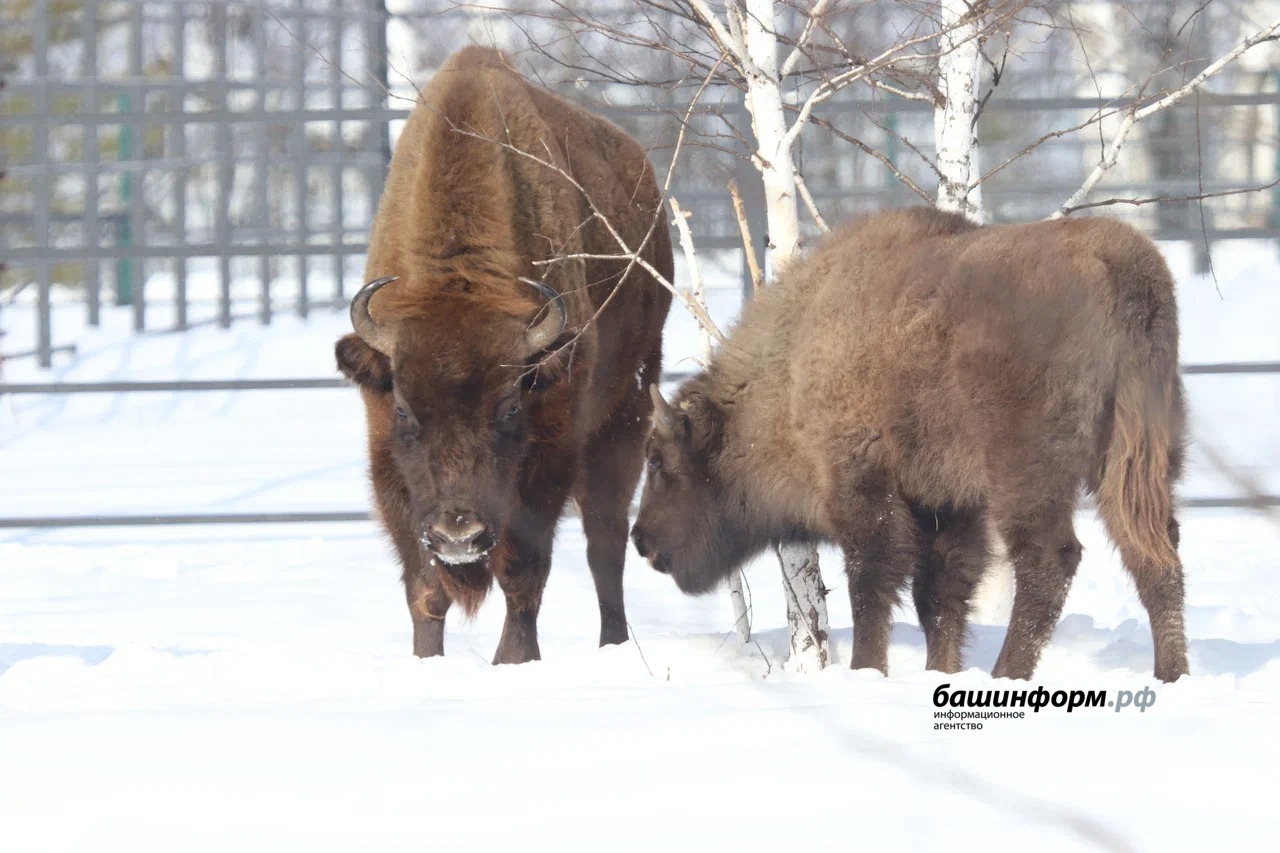 Станислав Шахов ИА «Башинформ»